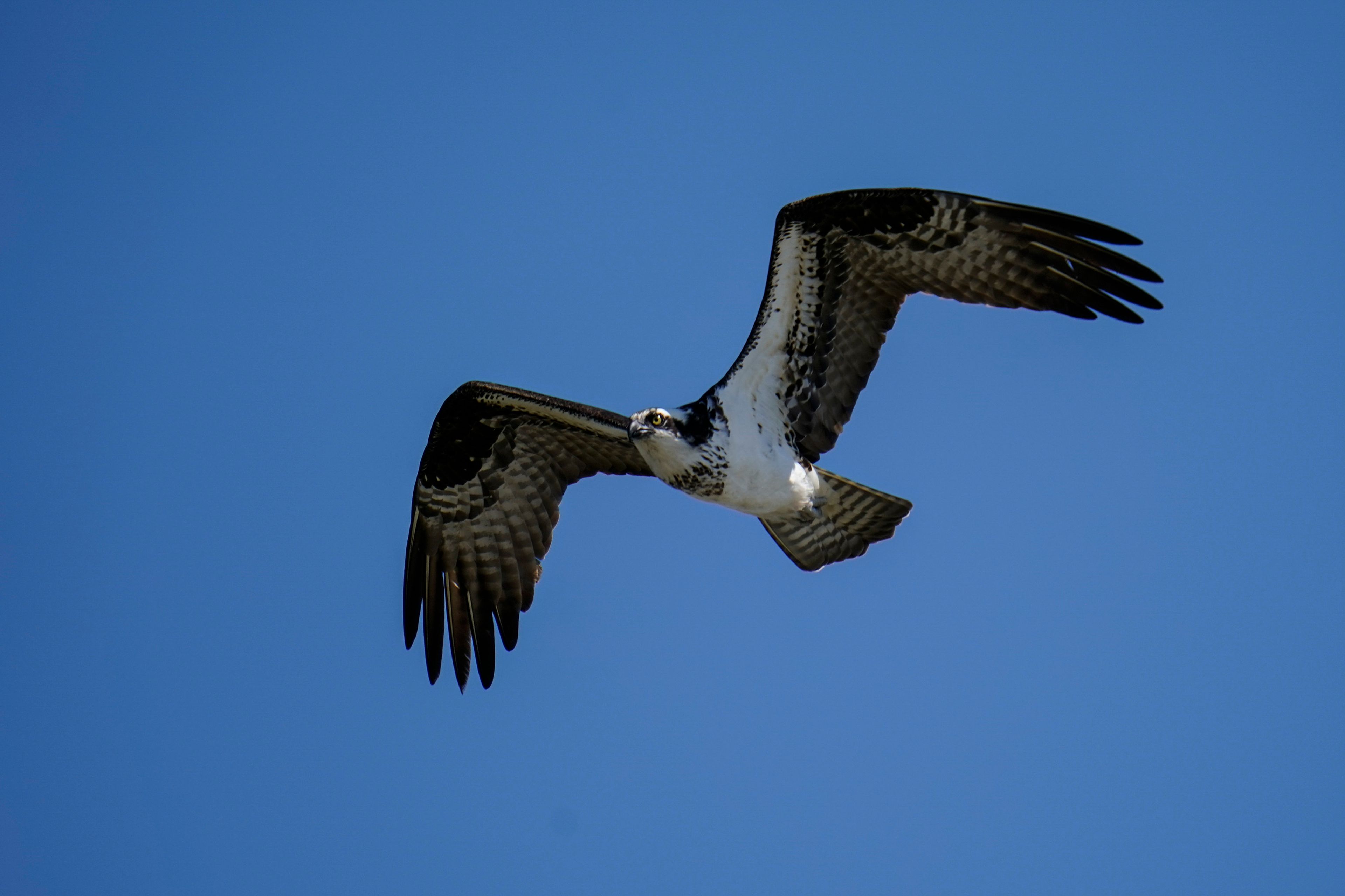 ABOVE: An osprey flies over Chesapeake Bay on March 29 in Pasadena, Md.