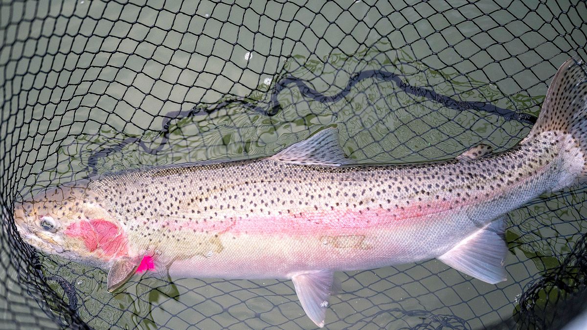A-run steelhead trending below average return