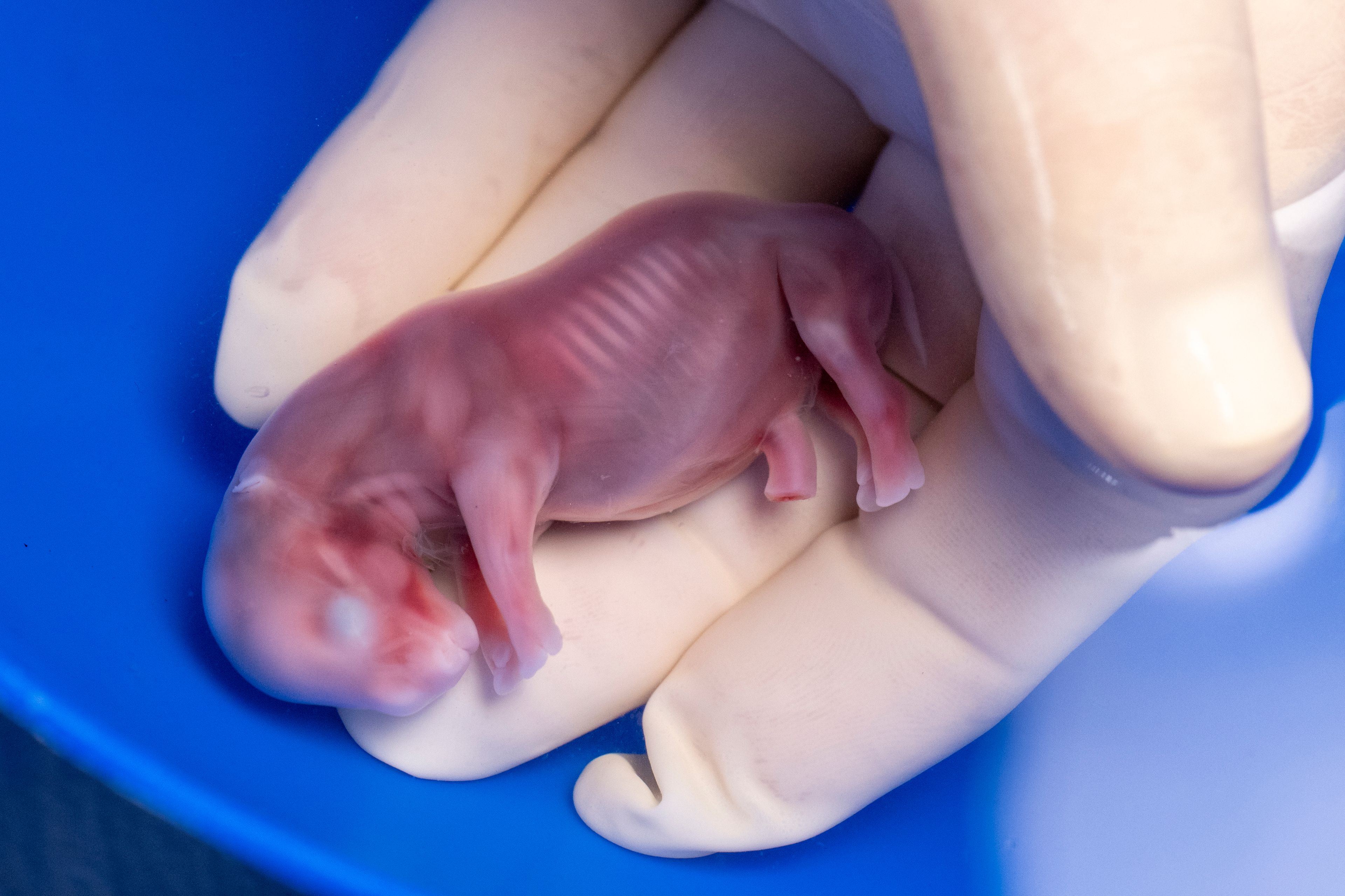 In this photograph released by the Leibniz Institute for Zoo and Wildlife Research, Dr. Thomas Hildbrandt, head of projects, holds a white rhinoceros embryo that was created in a lab from an egg and sperm that had been previously collected from other rhinos and later transferred into a southern white rhino surrogate mother, in Kenya Nov. 29, 2023. A rhinoceros is pregnant through embryo transfer in the first successful use of a method that conservationists said could be used to try to save the nearly extinct northern white rhino subspecies. (Jon Juarez/IZW via AP)