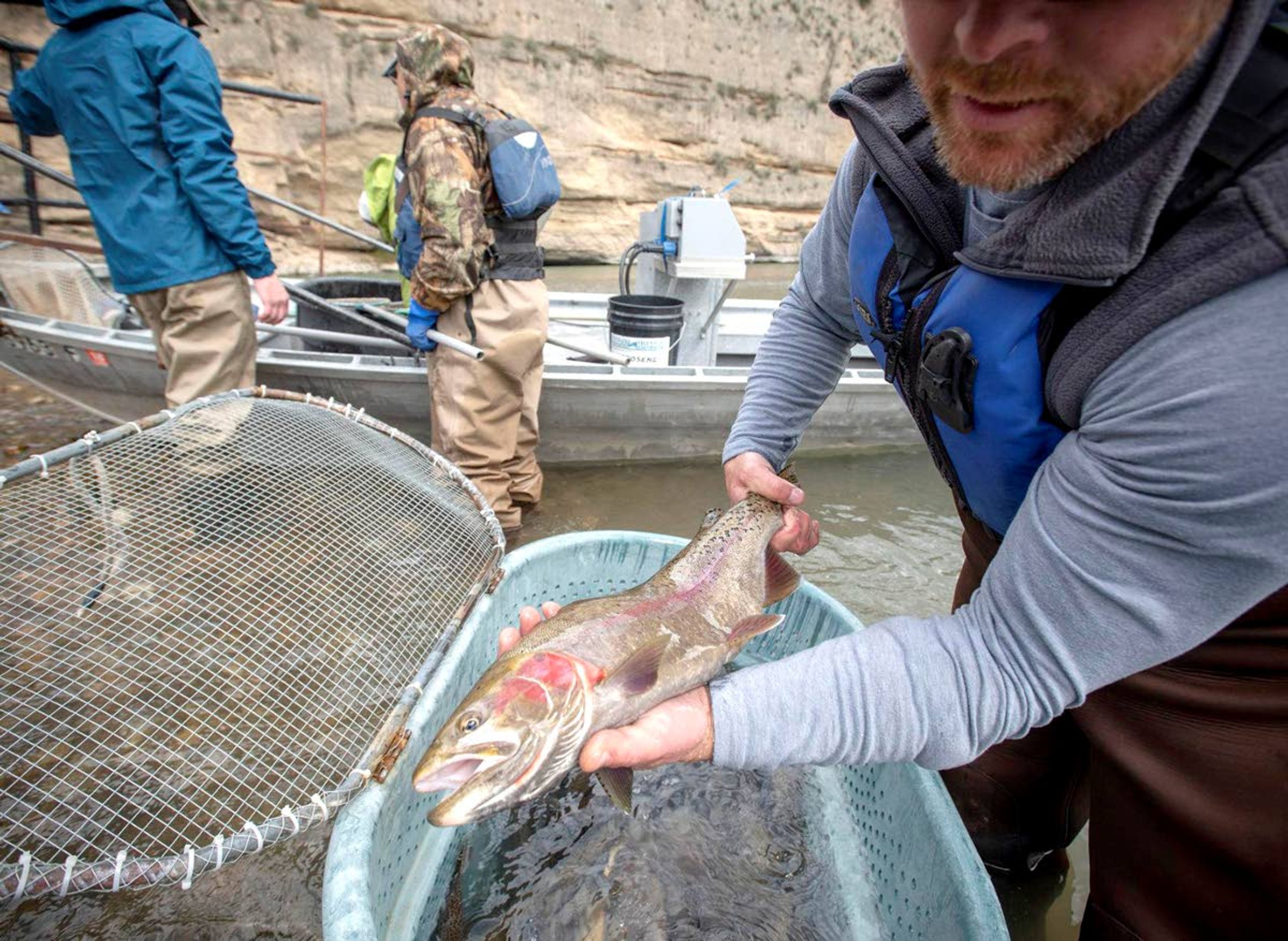 Patrick Kennedy, regional fisheries biologist for the Idaho Department of Fish and Game, holds a large rainbow-cutthroat hybrid trout after electrofishing this spring on the South Fork of the Snake River.