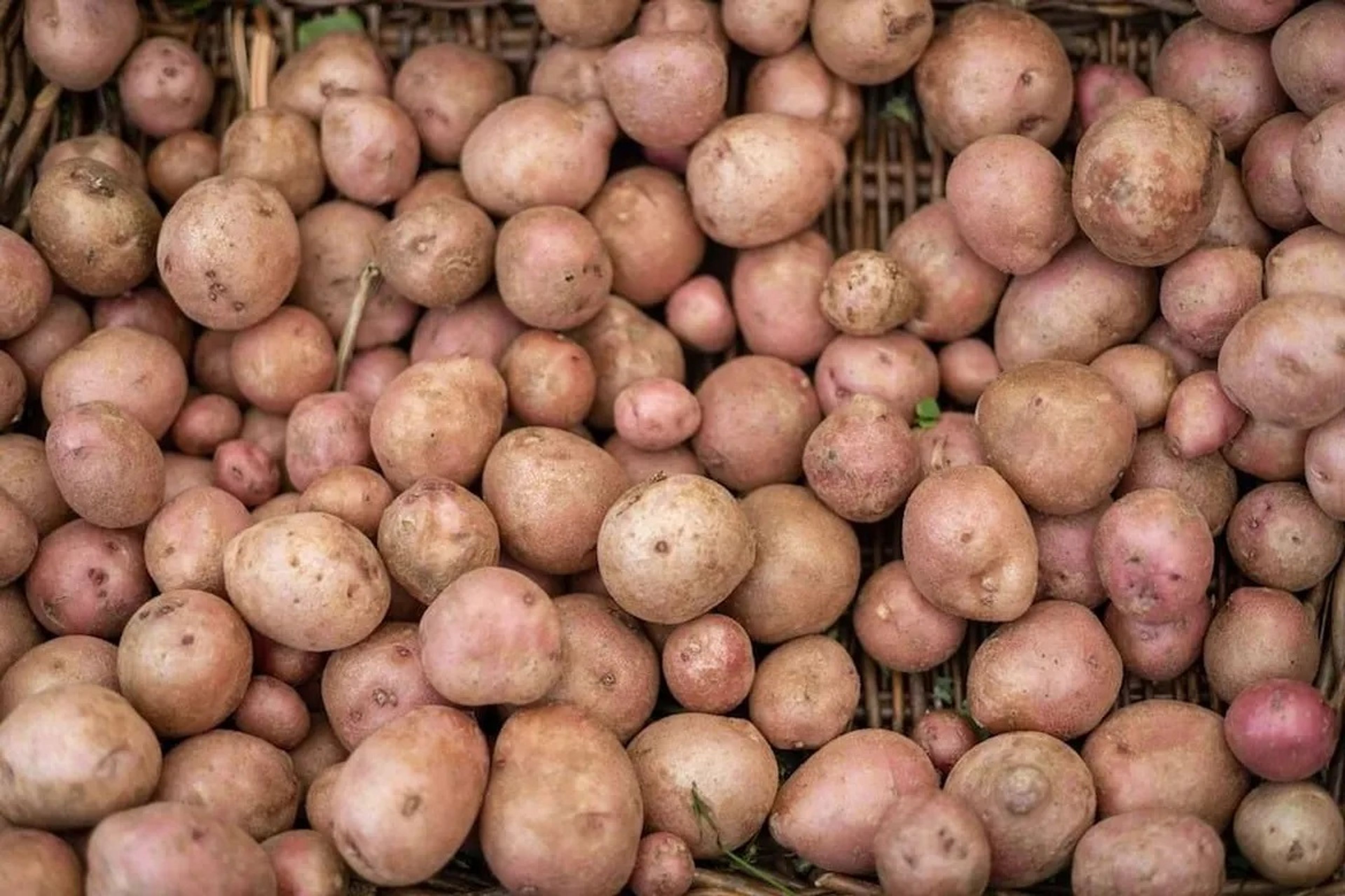 Potato firm to lay off hundreds