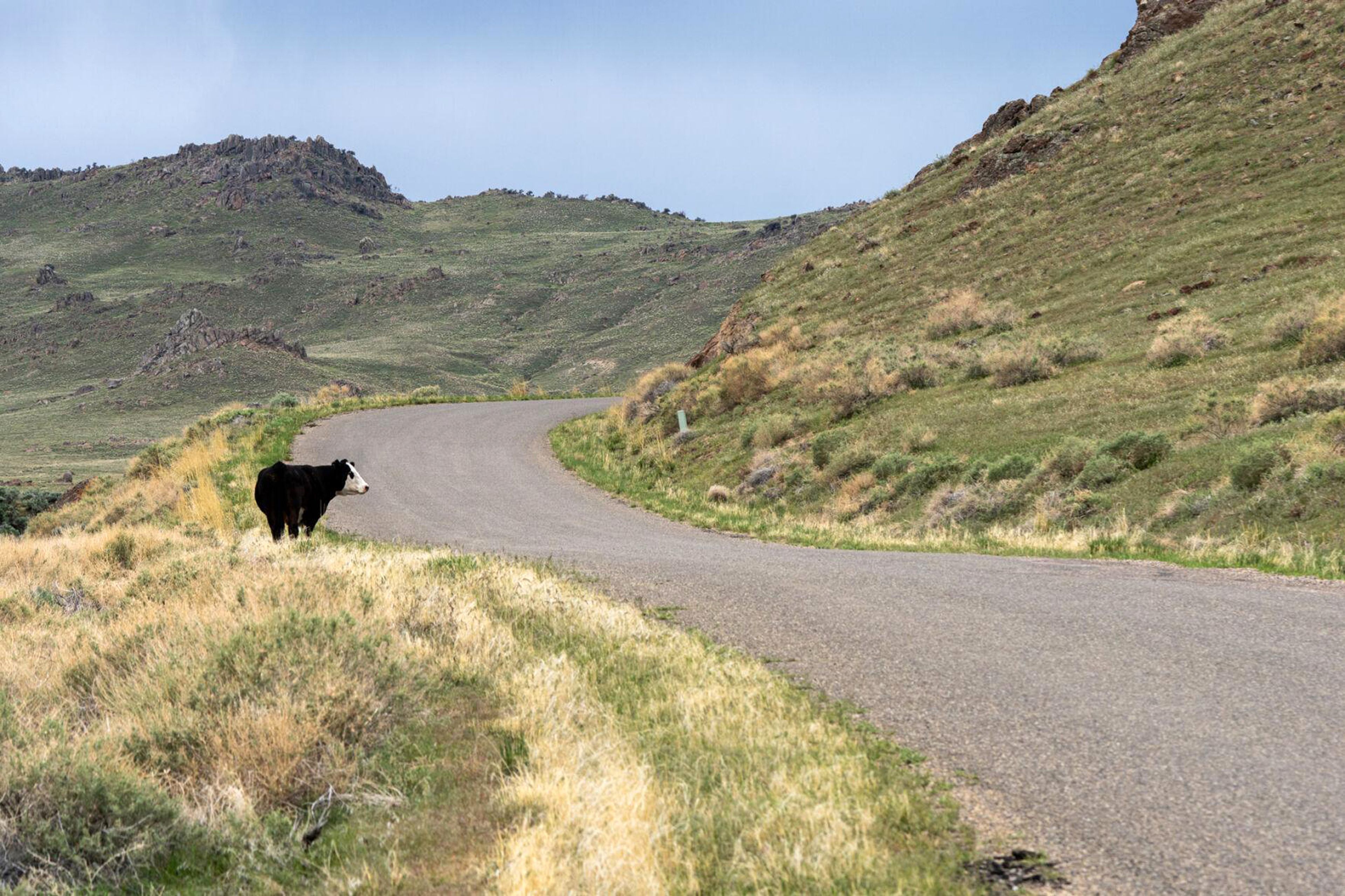 Cattle graze on targeted land affected by the 2015 Soda Fire which burned thousands of acres in the Owyhee foothills.