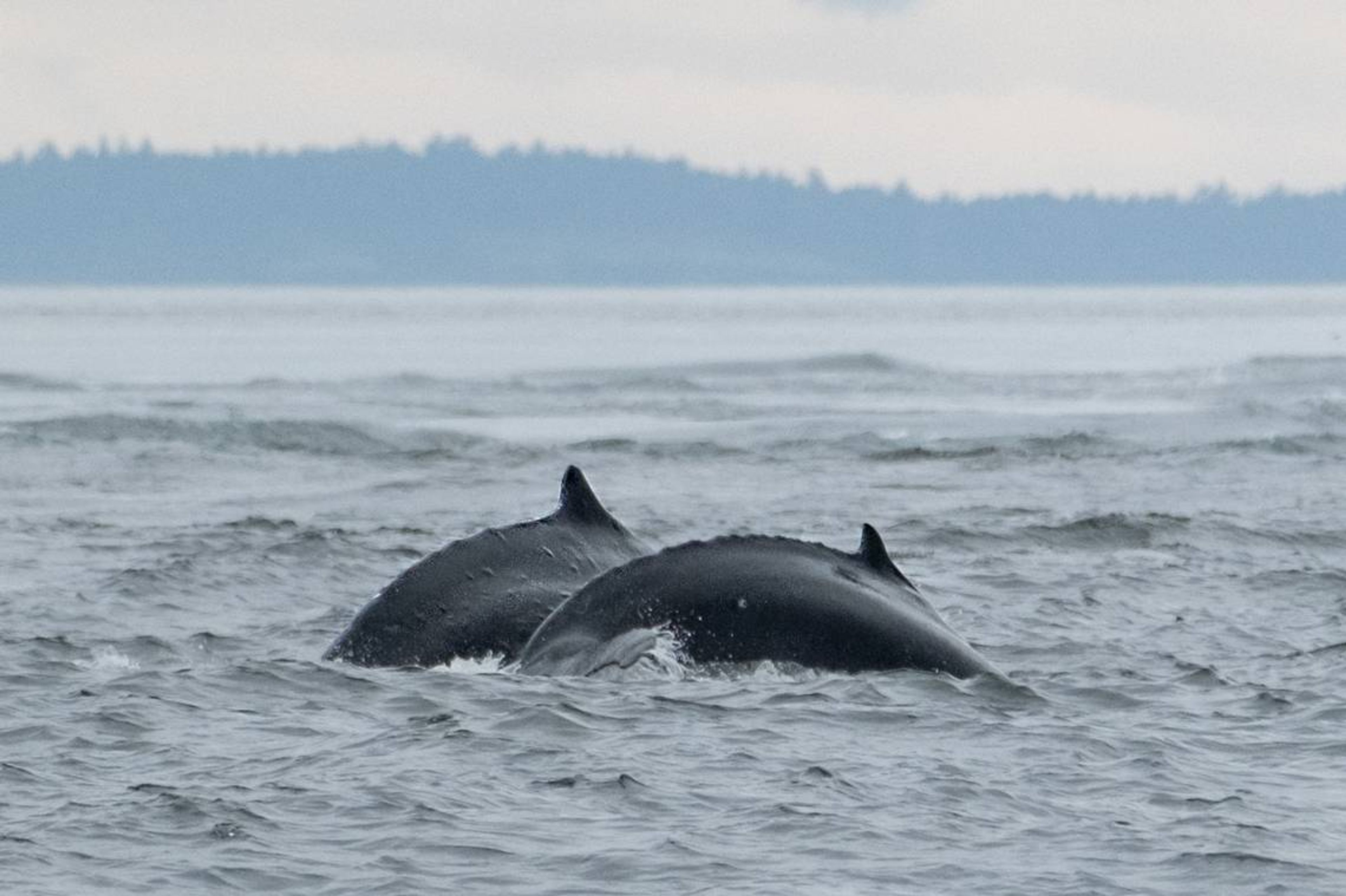 A humpback whale, nicknamed Big Mama, is shown Monday with her newest calf, right, near the U.S.-Canada border in Boundary Pass, just west of Whatcom County, Wash.