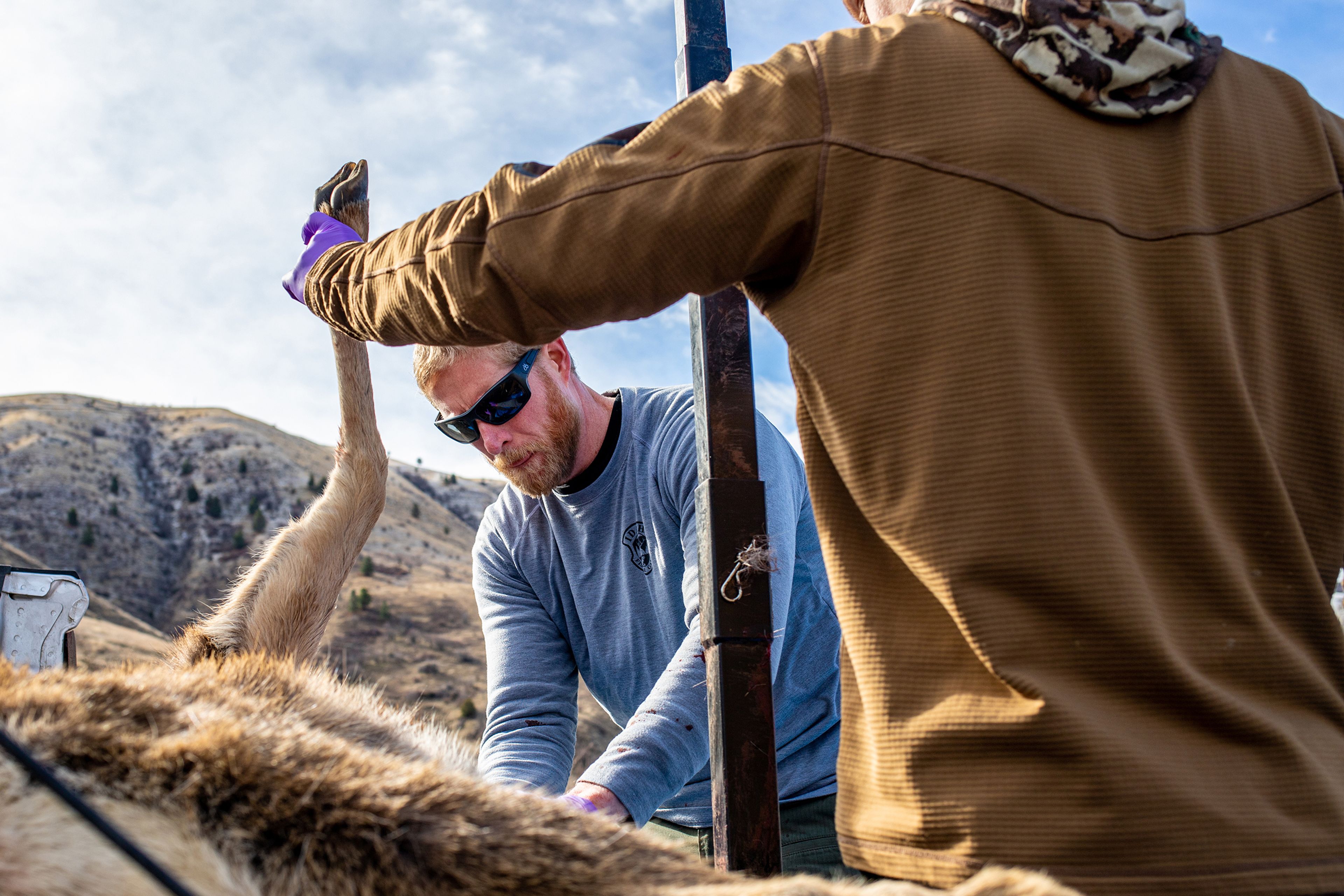 Idaho Fish and Game biologist Iver Hull, left, prepares a deer carcass to be skinned Monday at Slate Creek Ranger Station in White Bird. Iver and his team are testing culled deer for chronic wasting disease, a contagious and fatal neurological disease that has been found in 10 percent of the deer population in the Slate Creek area south of White Bird.