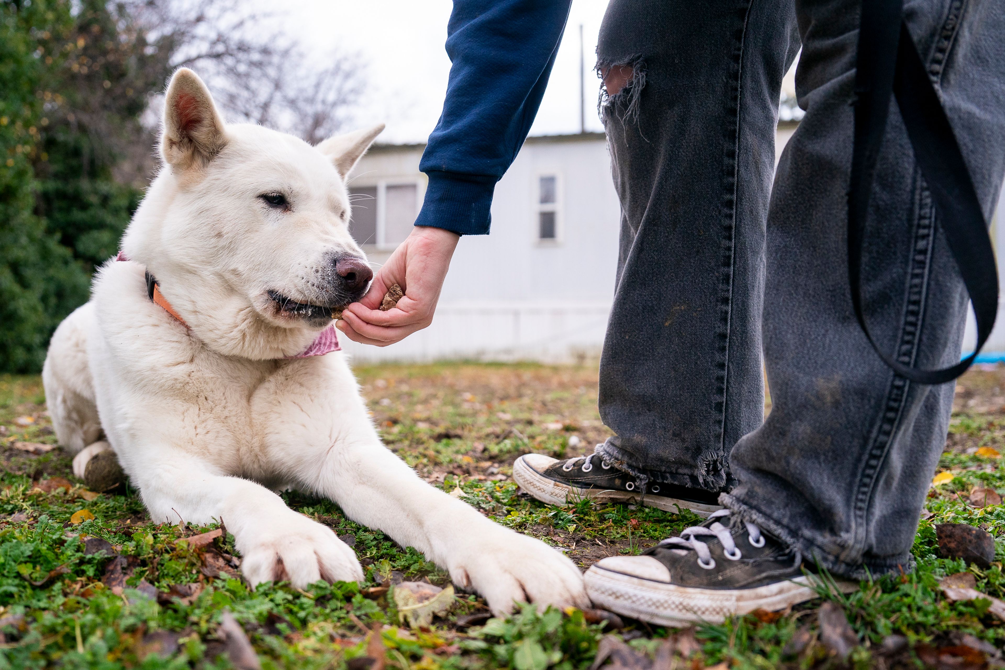 Kaya the dog receives a treat after laying down on command on Friday at Lewis Clark Animal Shelter in Lewiston.