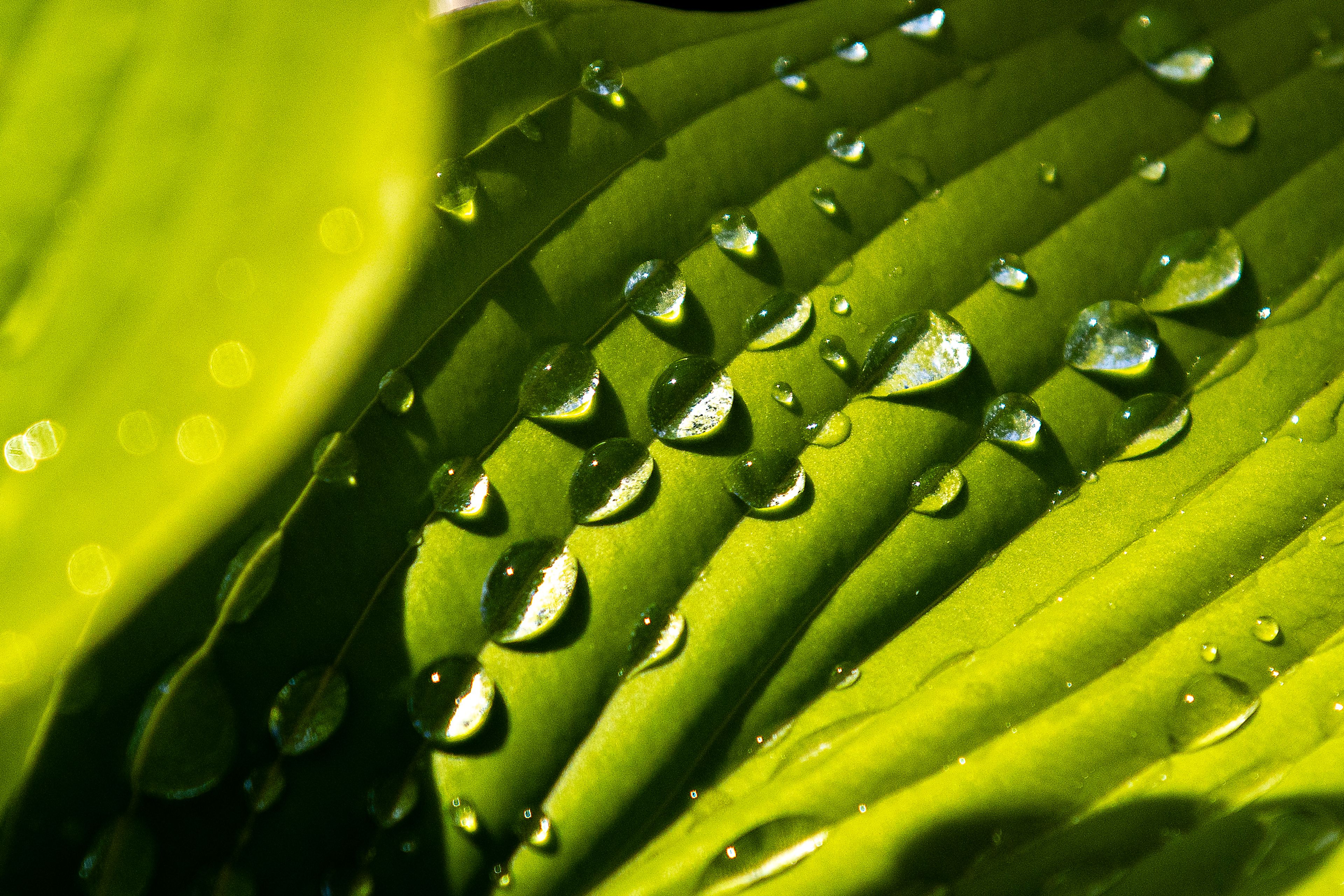 Dew drops sit on the leaf of an age of gold hosta Saturday at Patt’s Garden Center in Clarkston.