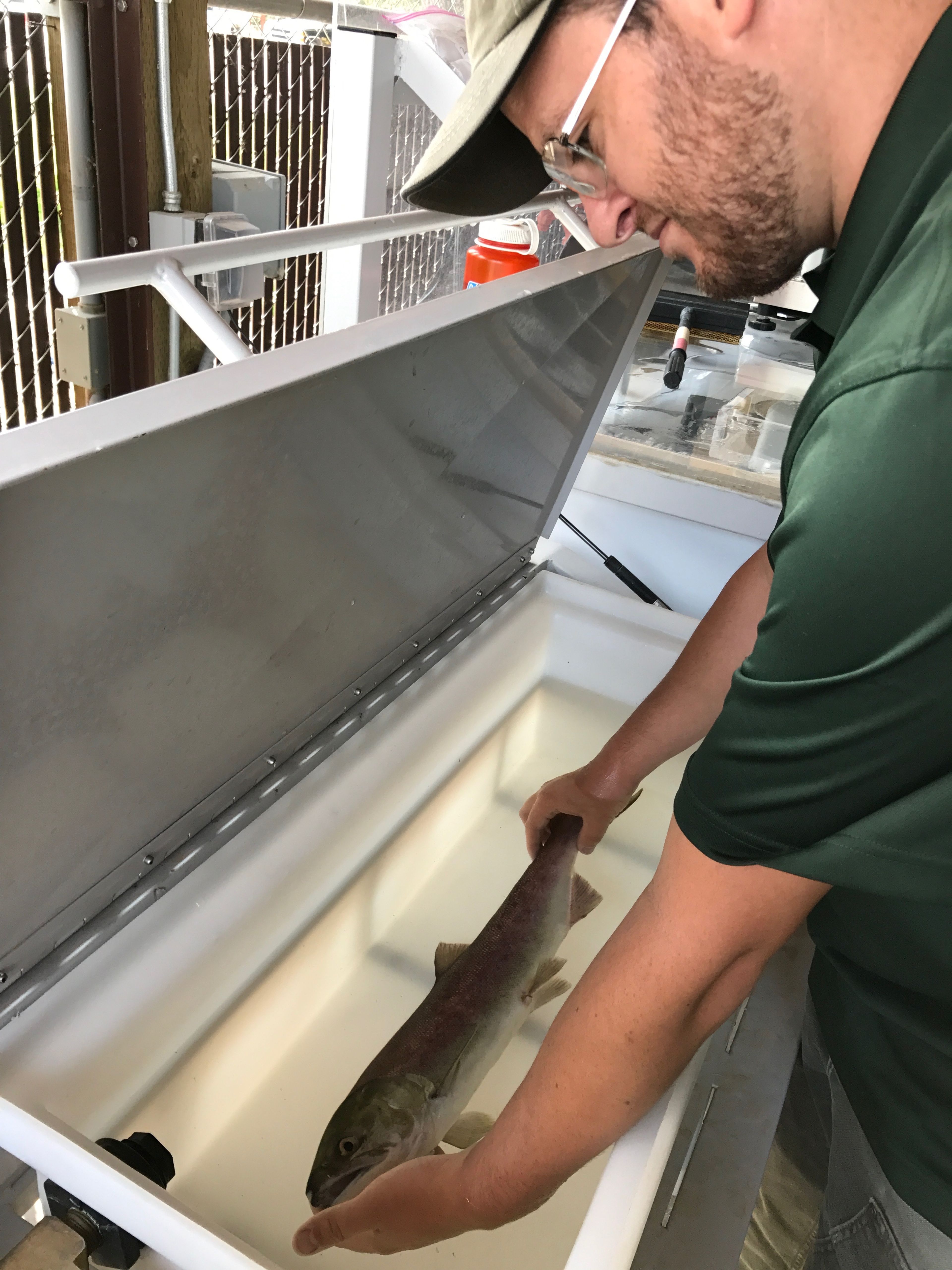 Fisheries technician Eric Johnson processes a returning adult sockeye that was among the early fish that returned to Stanley Basin in 2017.