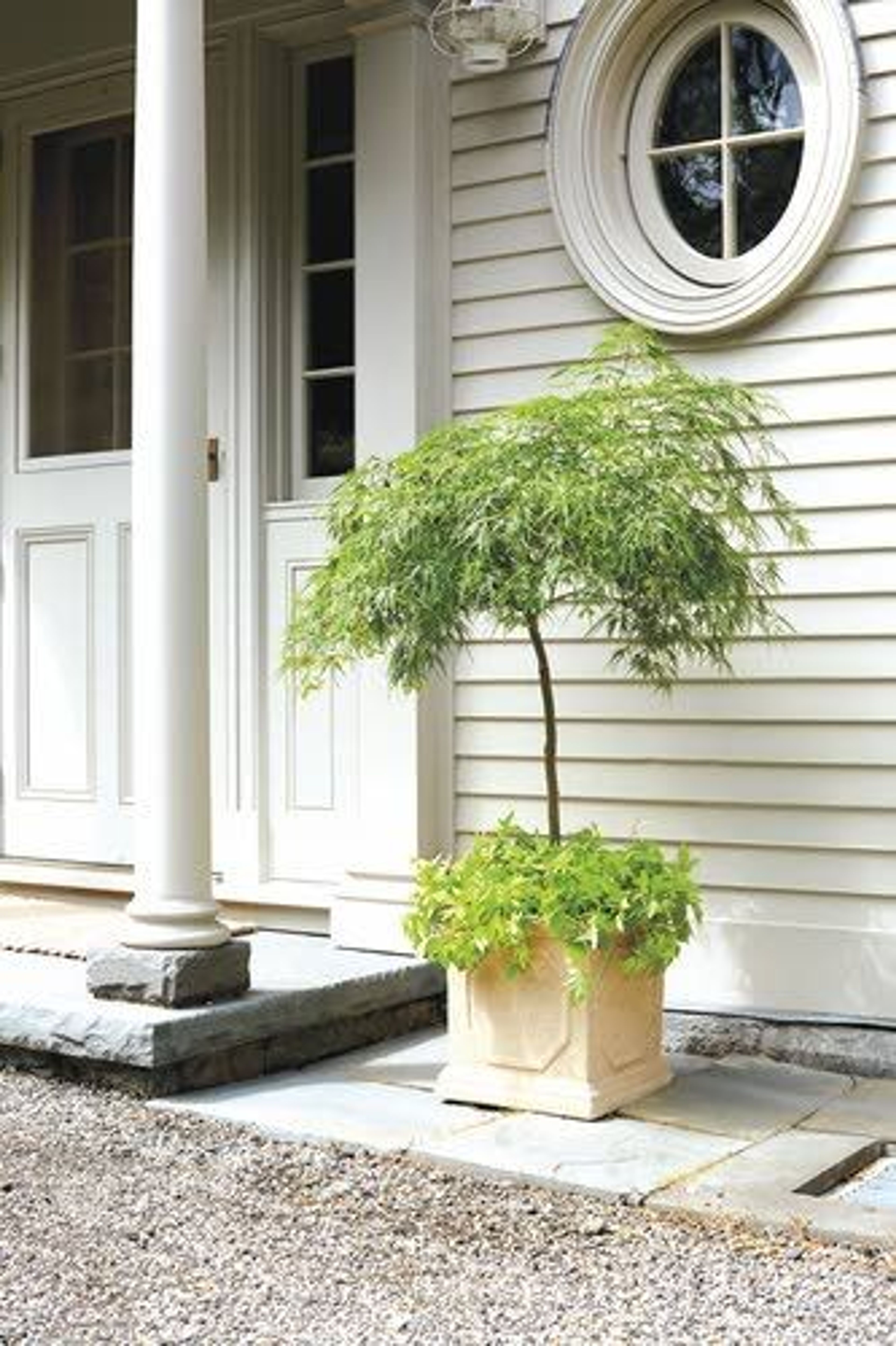 A square planter filled with sweet-potato vines makes a beautiful base for this Japanese maple tree. A fiberglass planter (similar to the one shown) is available at homedepot.com.