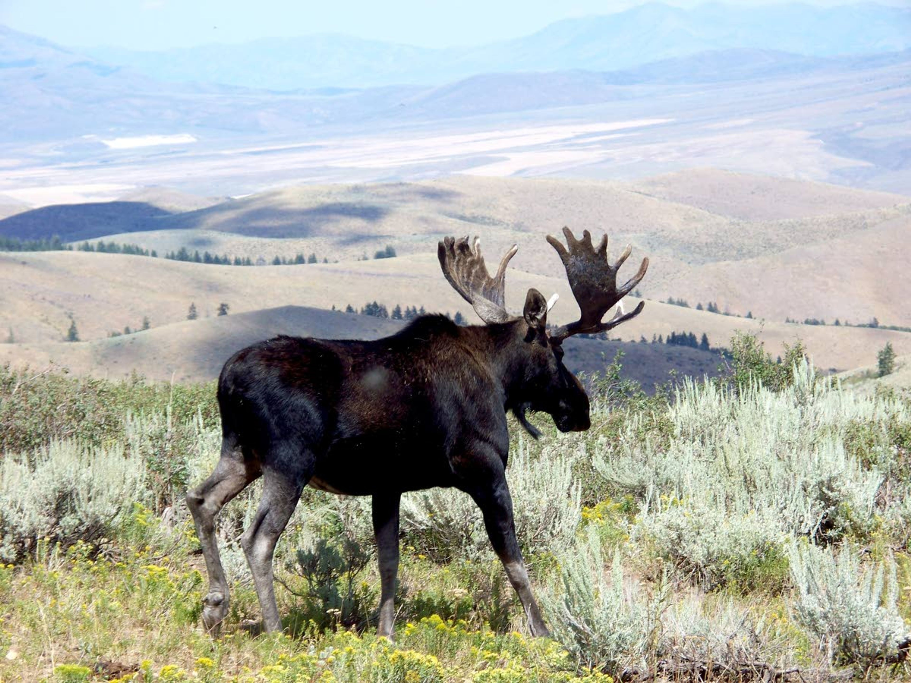 Ticks and other parasites are behind much of the decline in moose populations in Idaho and other states, according to recent research by the Idaho Department of Fish and Game.