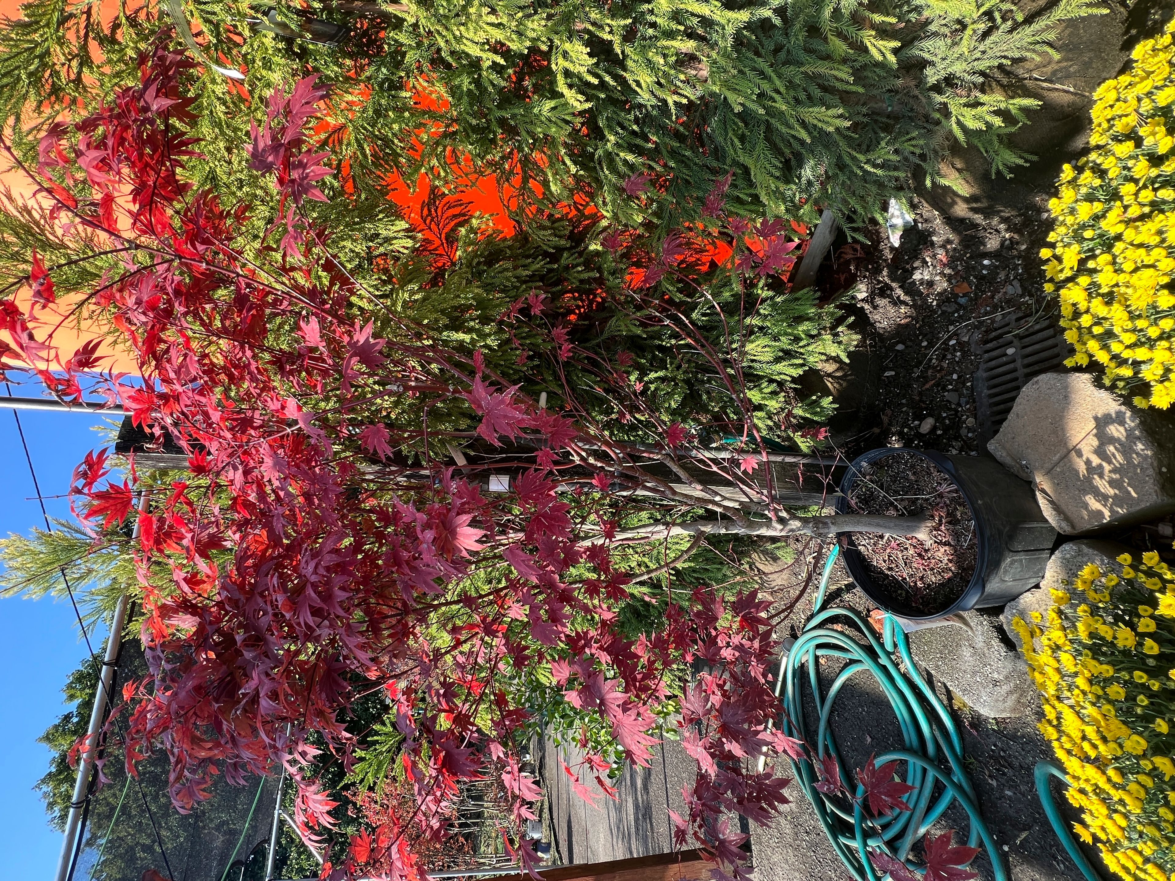 This Oct. 13, 2024 image provided by Jessica Damiano shows a container-grown Japanese maple tree on display at Giordano's Garden & Gifts in Sea Cliff, N.Y. (Jessica Damiano via AP)