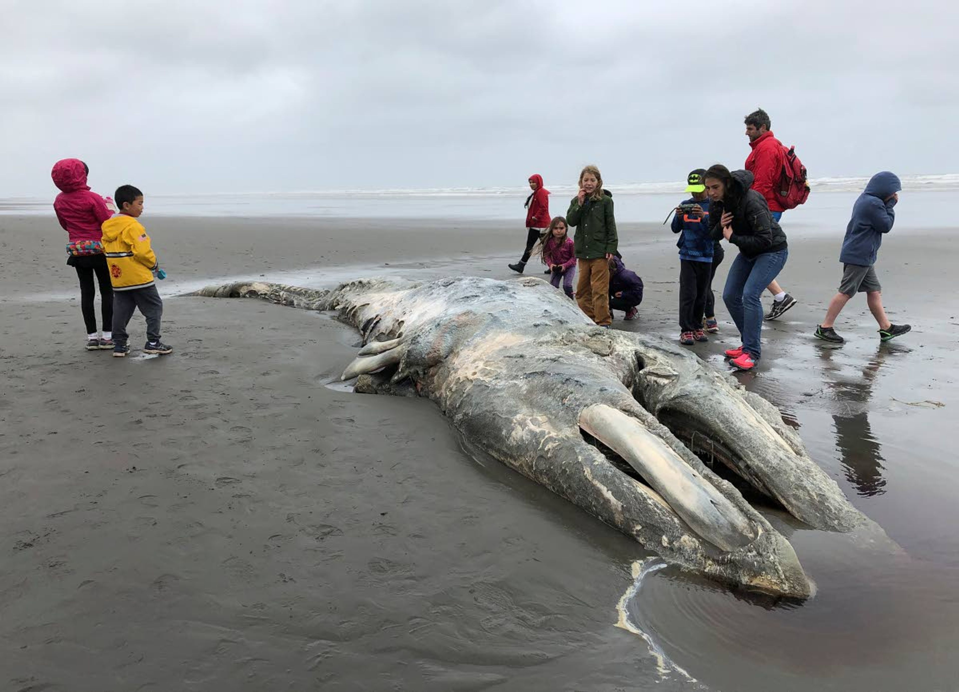 Teachers and students from Northwest Montessori School in Seattle examine the carcass of a gray whale after it washed up May 24 on the coast of Washington’s Olympic Peninsula, just north of Kalaloch Campground in Olympic National Park.