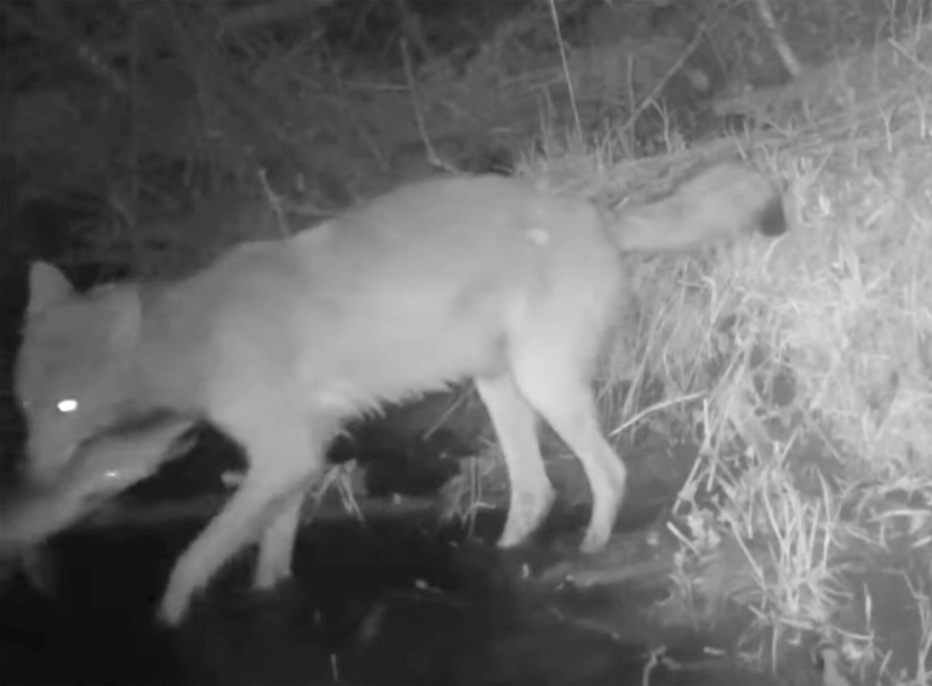 Video shows wolf fishing for spawning suckers