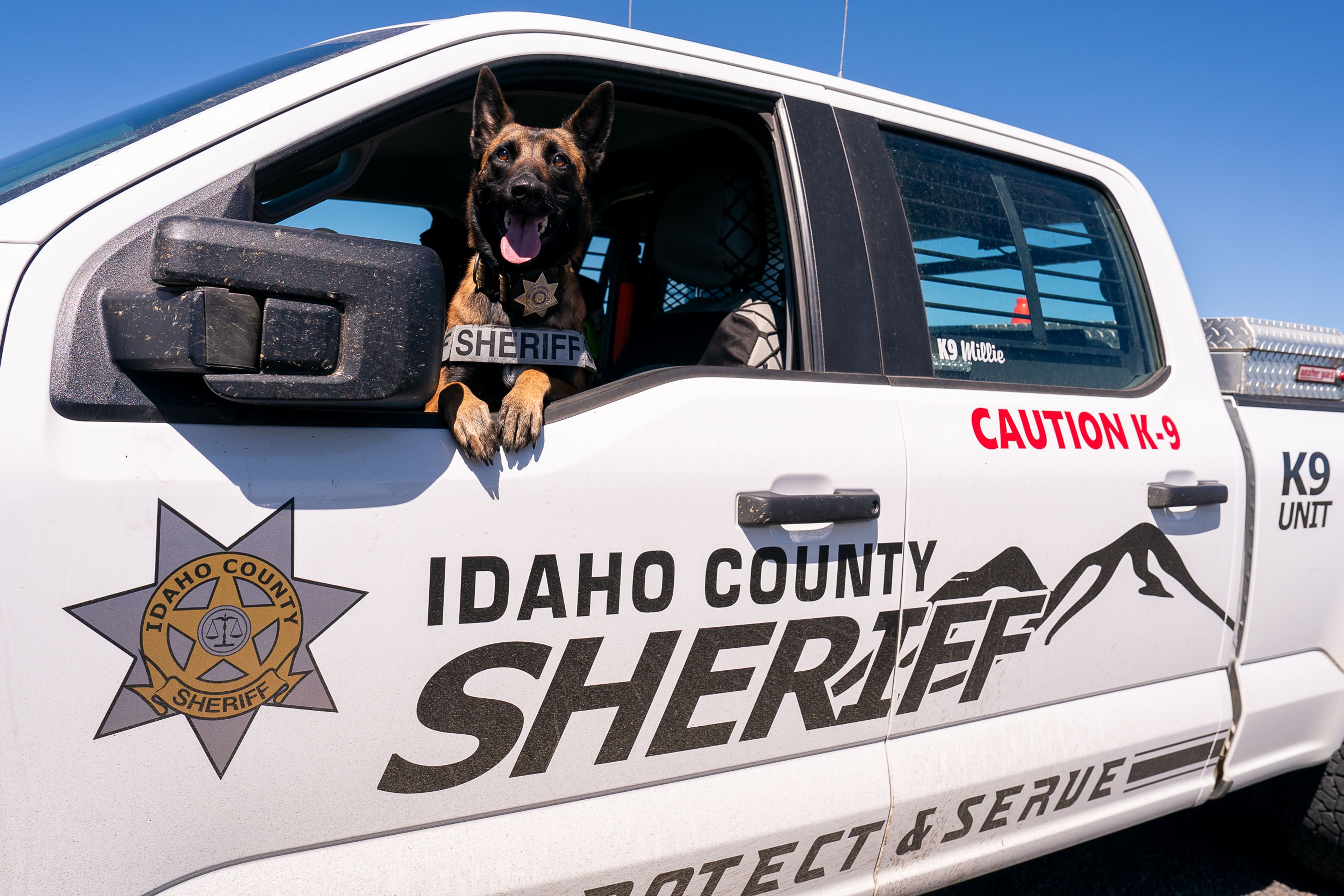 K-9 Millie leans out of the window of Idaho County Sheriff's Office Deputy Sean Nelson�s vehicle in Grangeville. Millie, a Belgian malinois, will serve as the grand marshal of Kooskia Days, which starts Thursday.