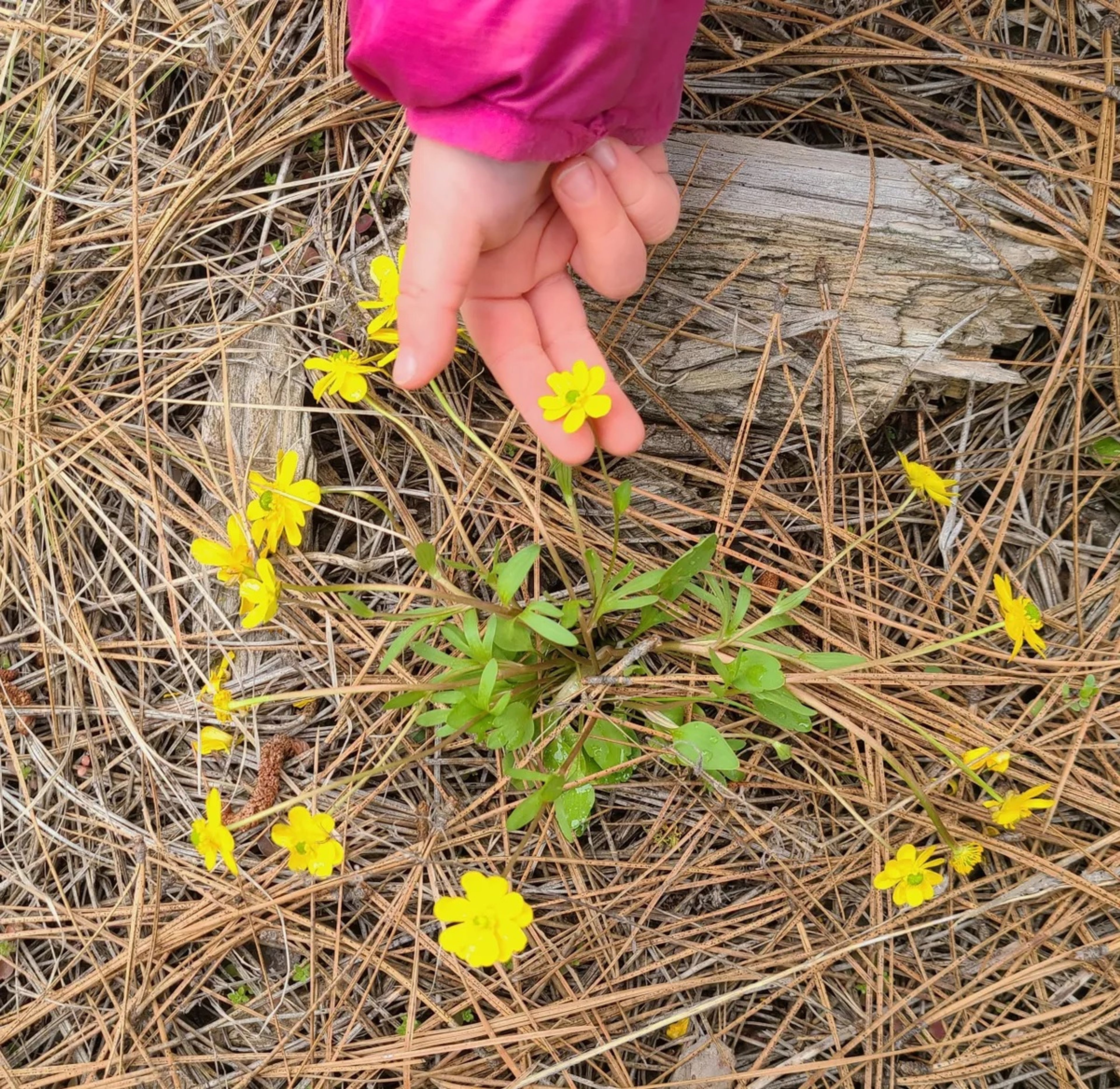 The young girls study different buttercup plants before deciding which one they’ll pick.