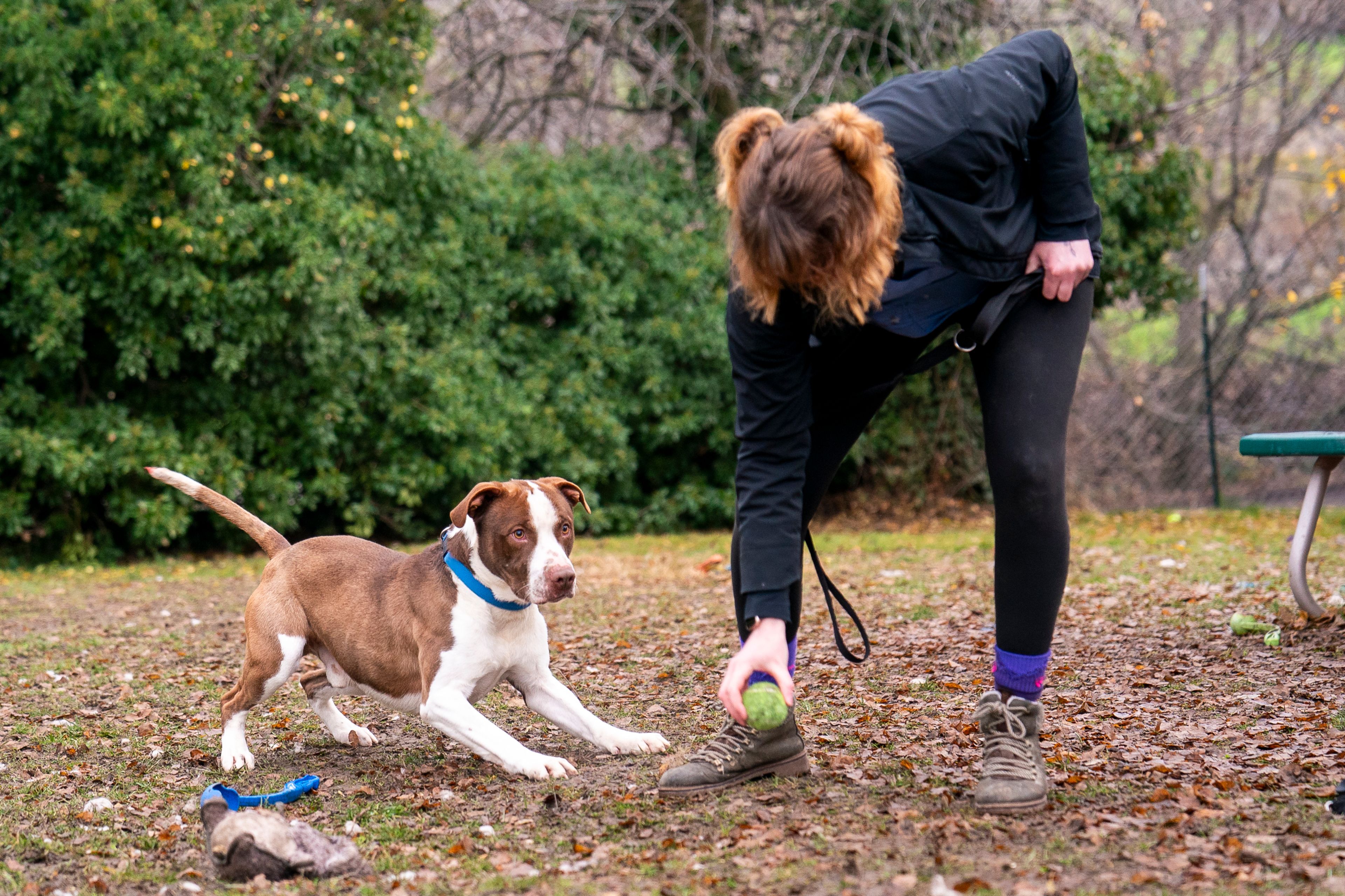 Chevy the dog prepares to fetch a ball on Friday at Lewis Clark Animal Shelter in Lewiston.