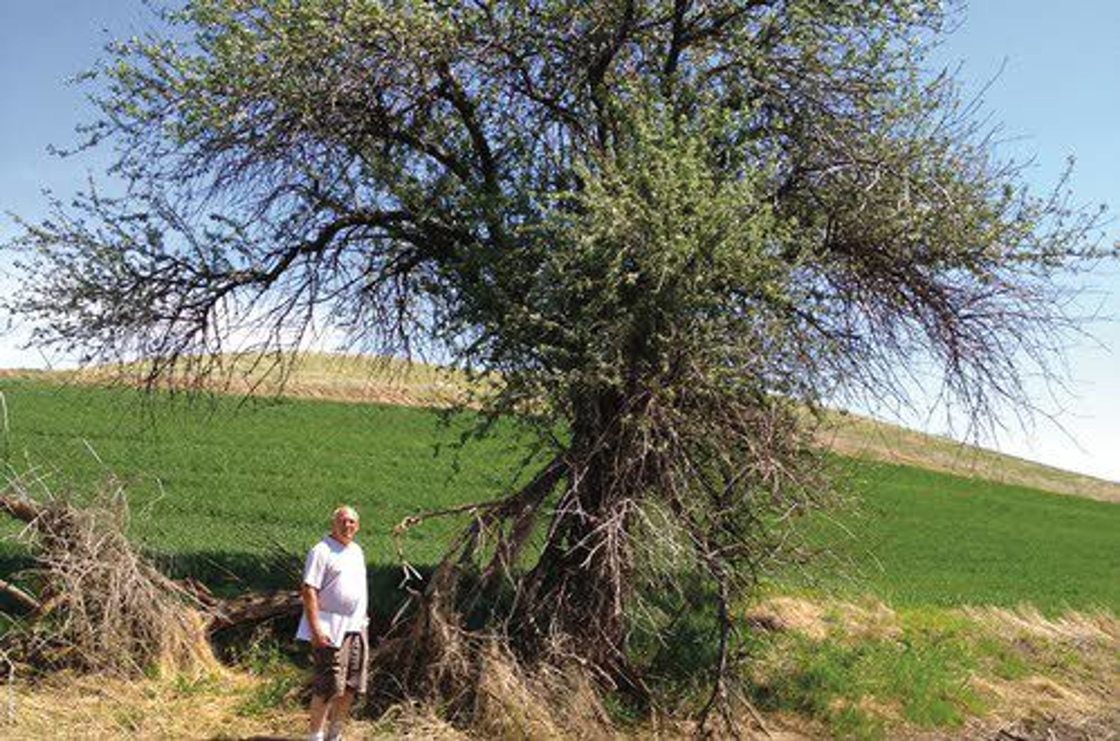 Courtesy photoApple detective David Benscoter of Chattaroy, Wash., stands by a century-old apple tree on an abandoned homestead near Steptoe Butte in 2014.