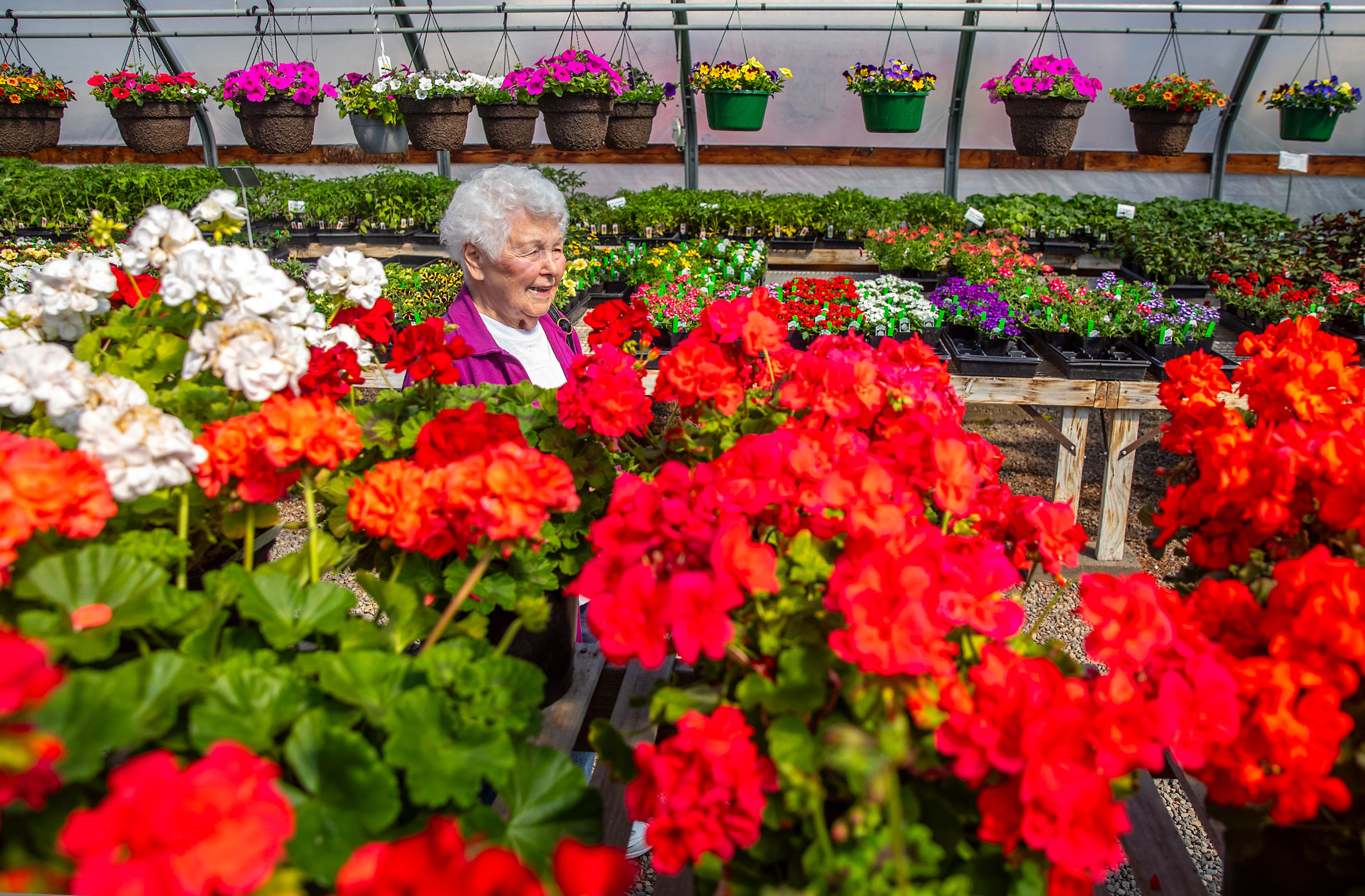 Dolores Nogowski, of Clarkston looks over the rhododendron Saturday at Patt’s Garden Center in Clarkston.