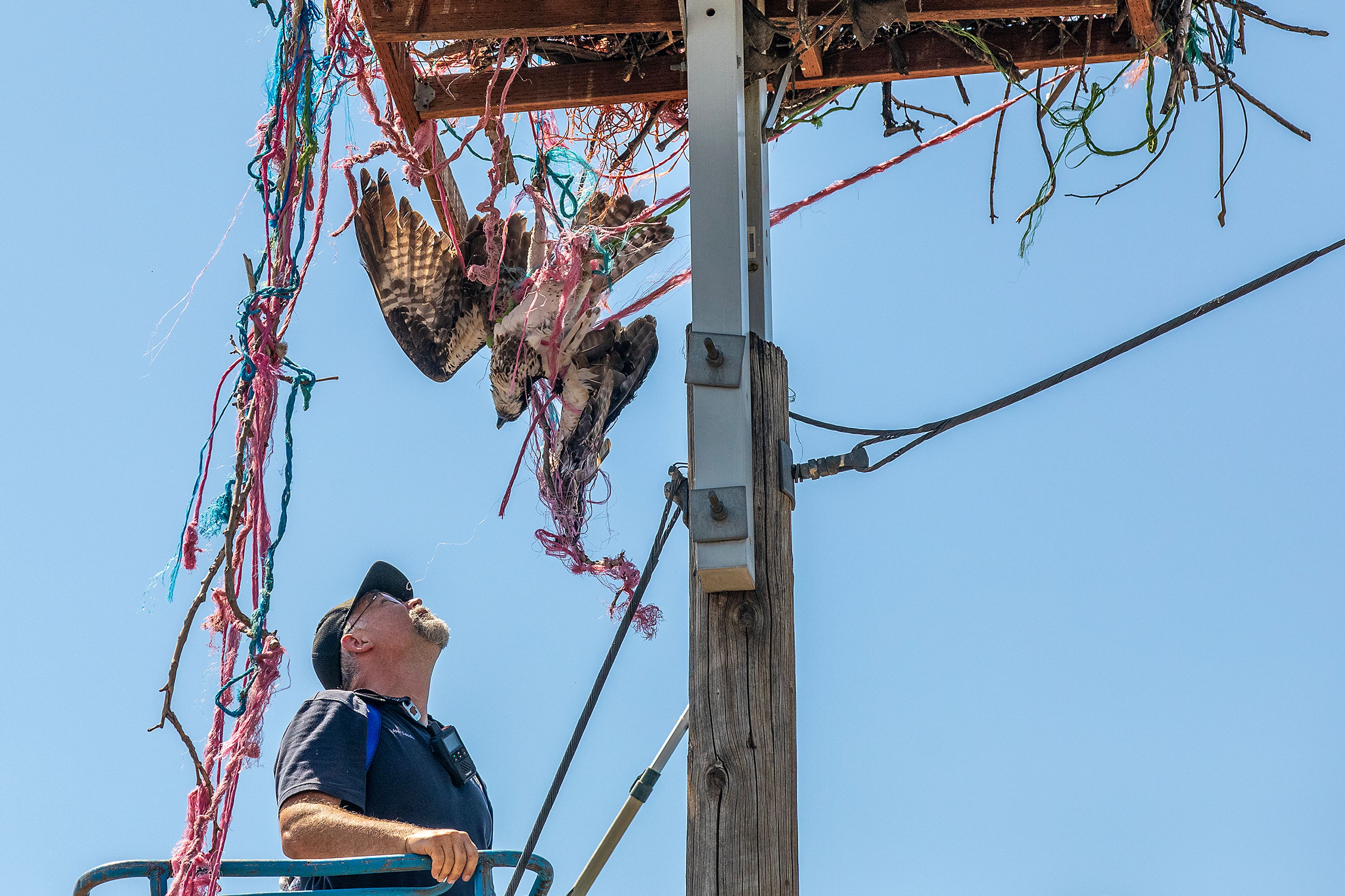 Osprey dies after being tangled in baling twine