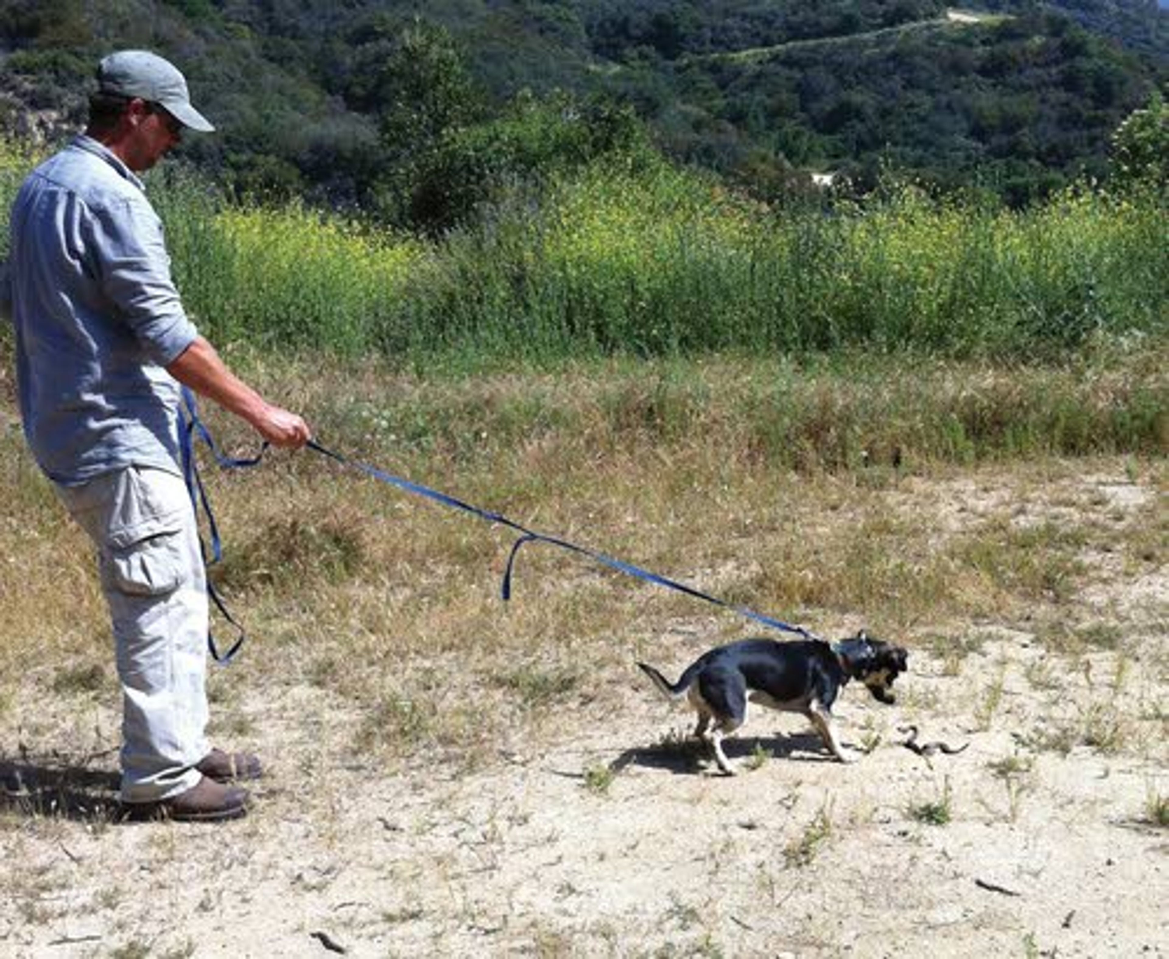 Erick Briggs introduces a dog to a juvenile rattlesnake during a snake aversion training session.