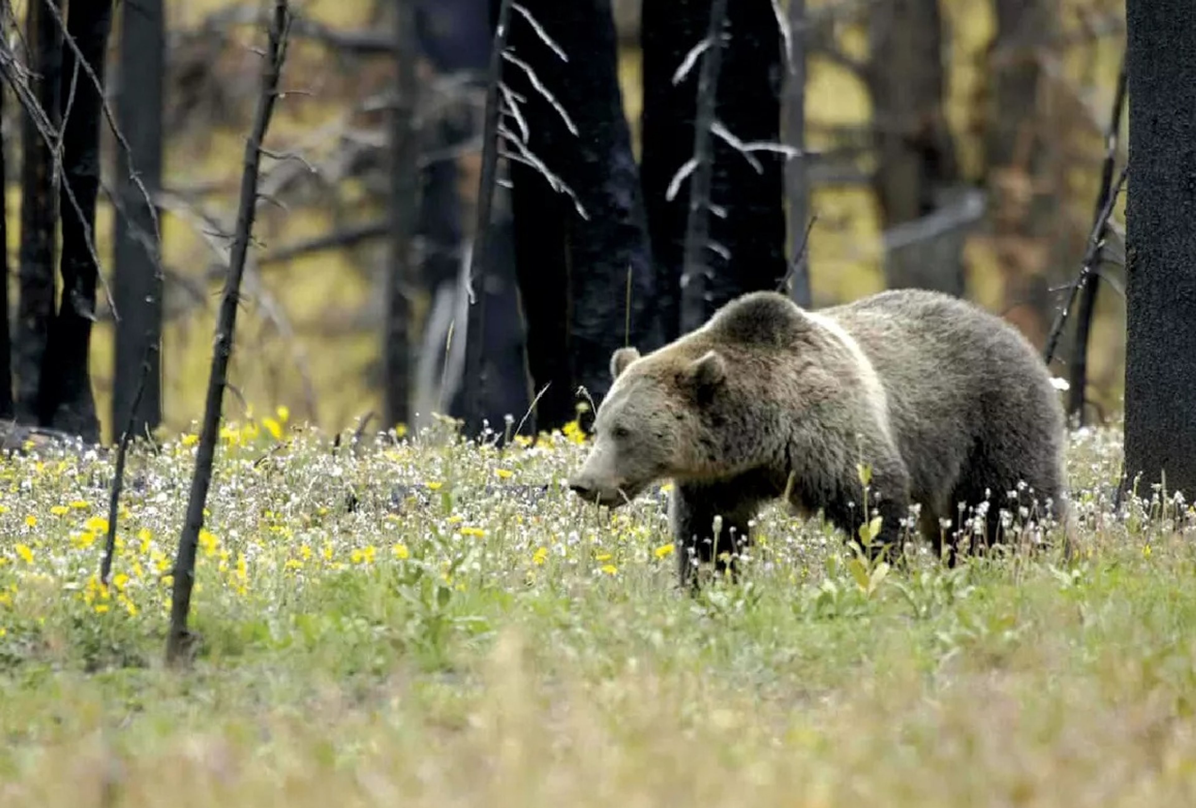 Organization offers reward for info on grizzly killing