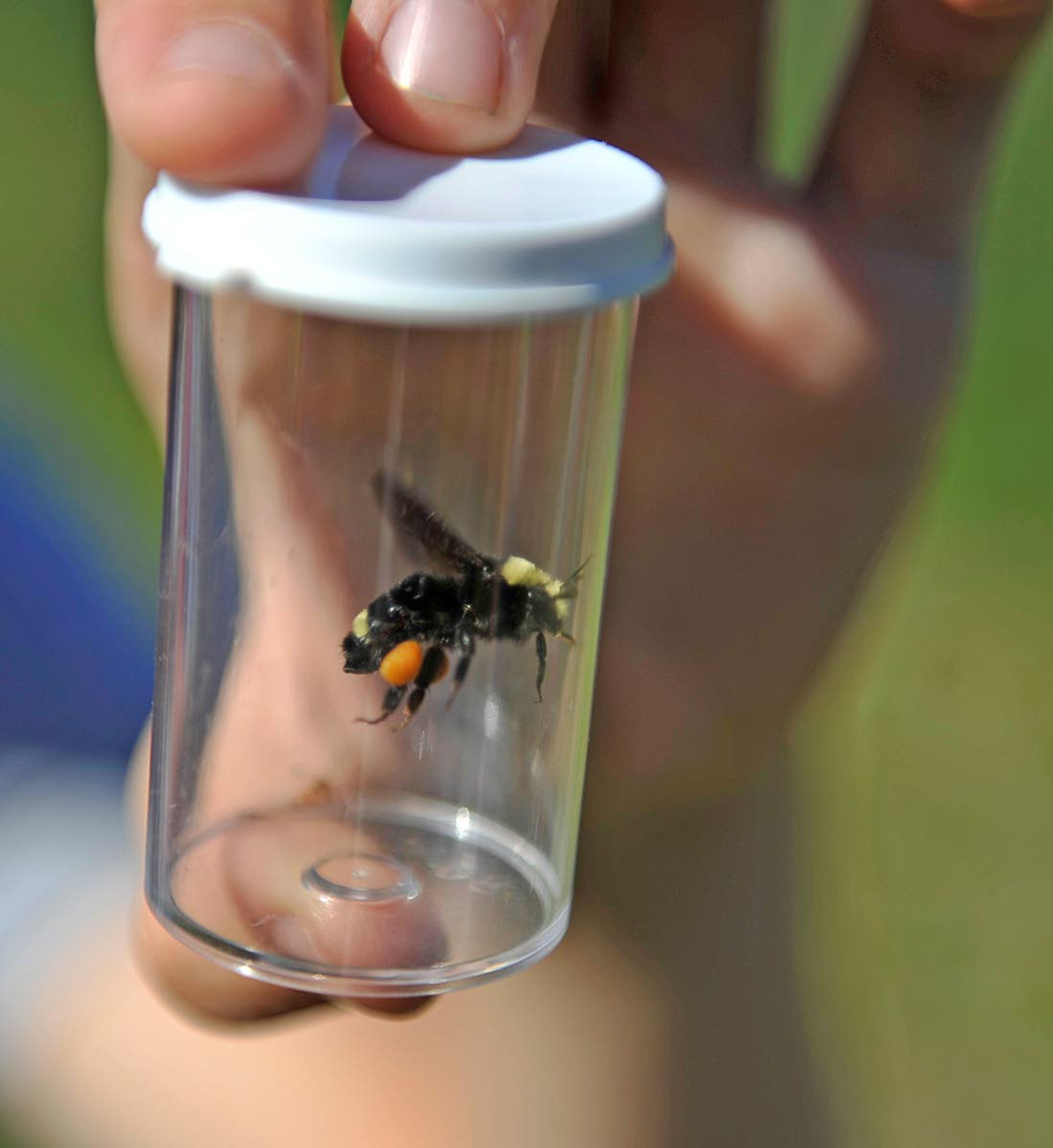 This July 17 photo shows a bumble bee is collected during a Fish and Wildlife Service annual survey near Mount Ashland in which citizen scientists take to the flowery meadows in search of everything bumblebee, with a particular eye toward the Franklin’s bumblebee, which hasn’t been seen here for a dozen years.