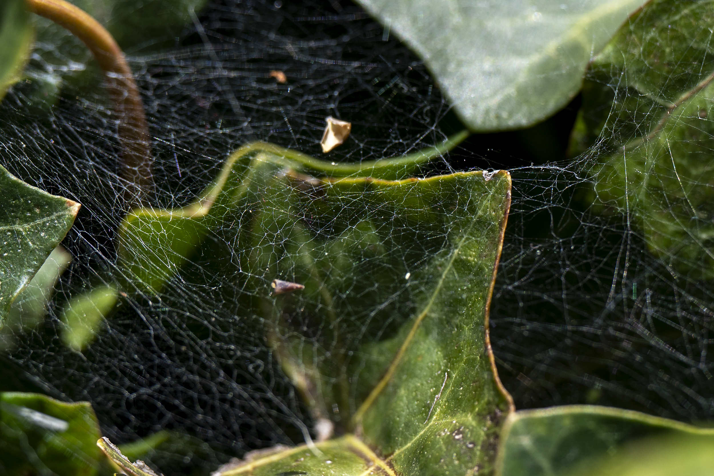 Delicate intricacies