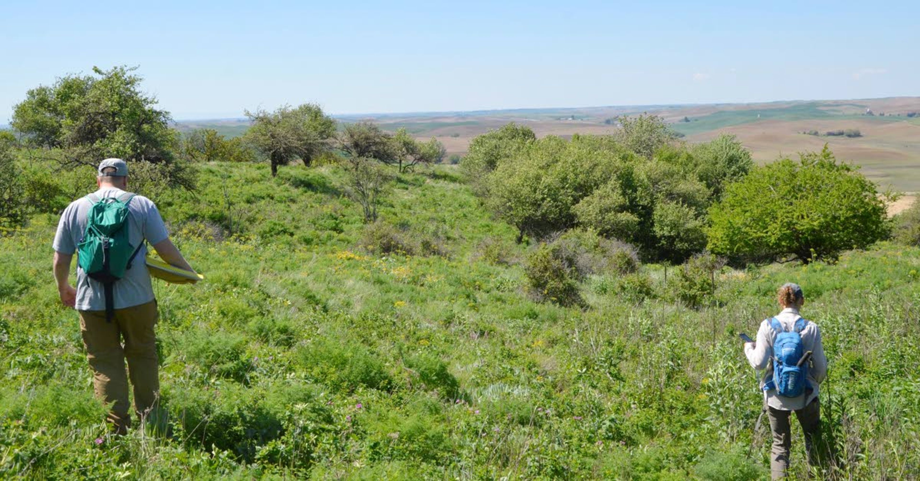 Volunteers canvass Steptoe Butte during a botany collection event last year. A portion of the butte may be purchased by the Washington Department of Natural Resources.