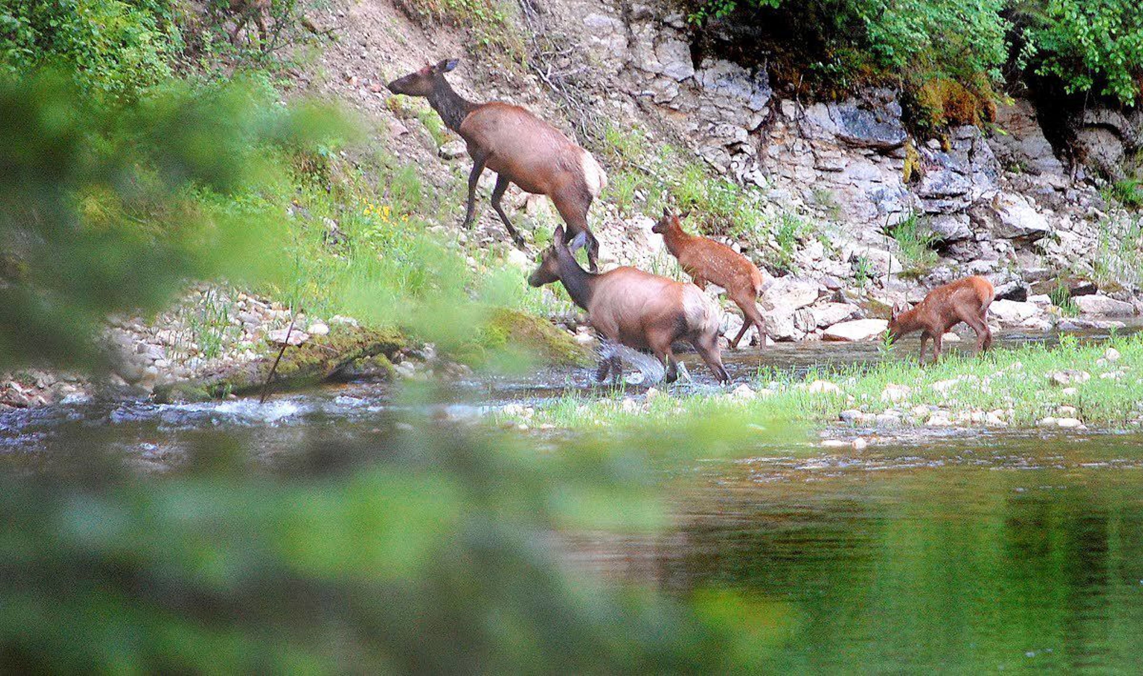 Cow and calf elk scramble up a bank along the South Fork of the Clearwater River.