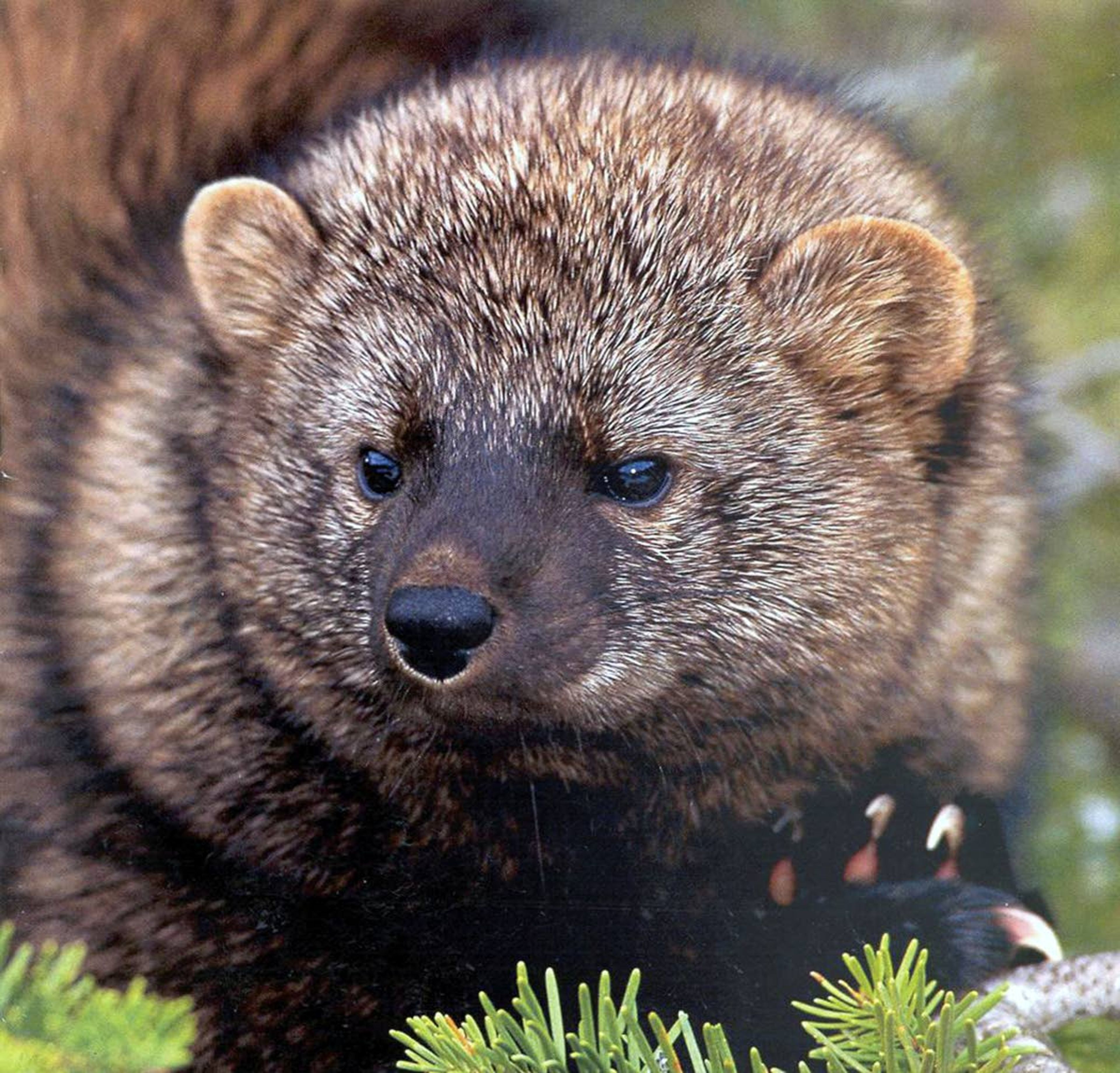 This undated file photo shows a Northern Rockies fisher.