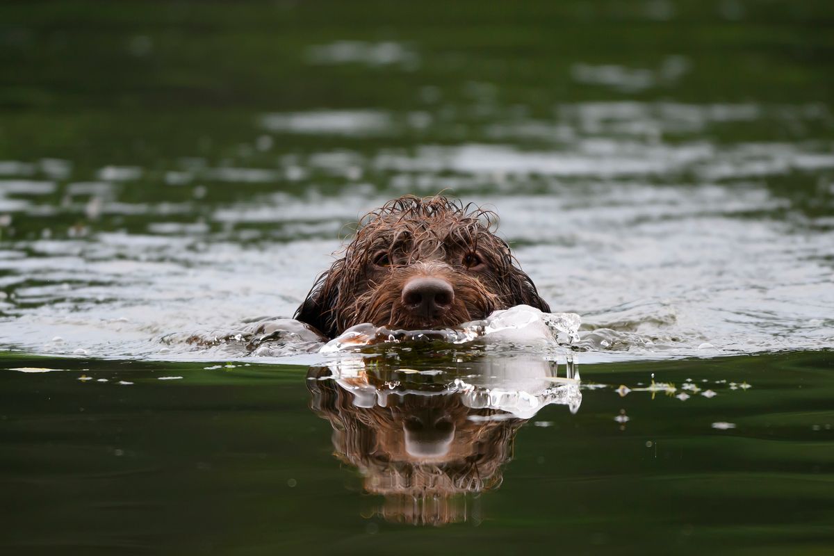 Hunting dog olympics