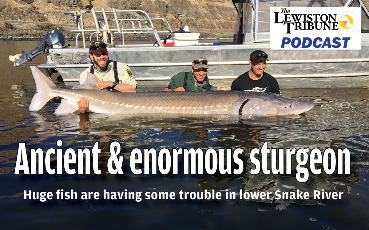 Lewiston Tribune Podcast: Hard Times for the Iconic Snake River Sturge...