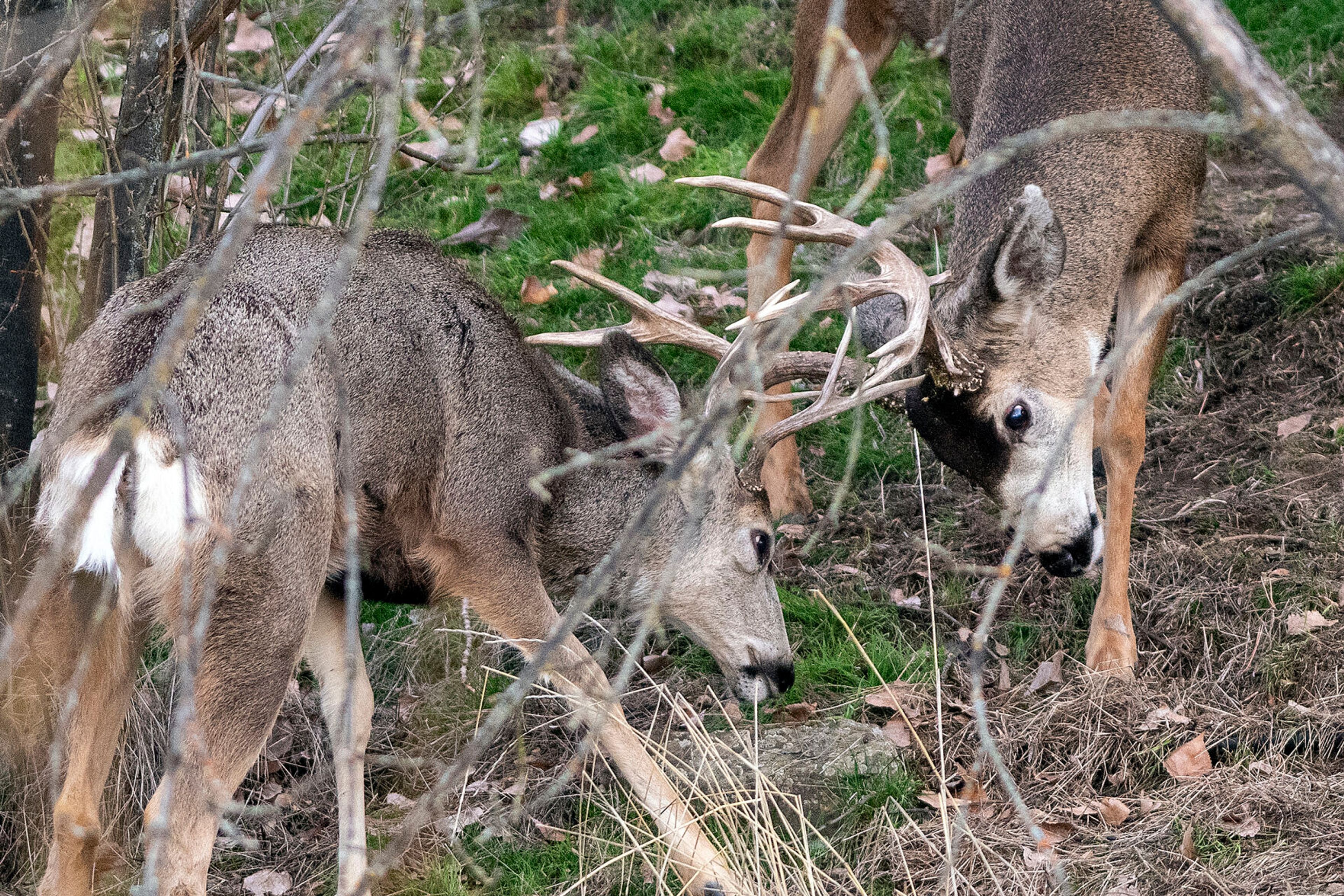 Study: Food availability big deal for whitetail deer in NE Washington