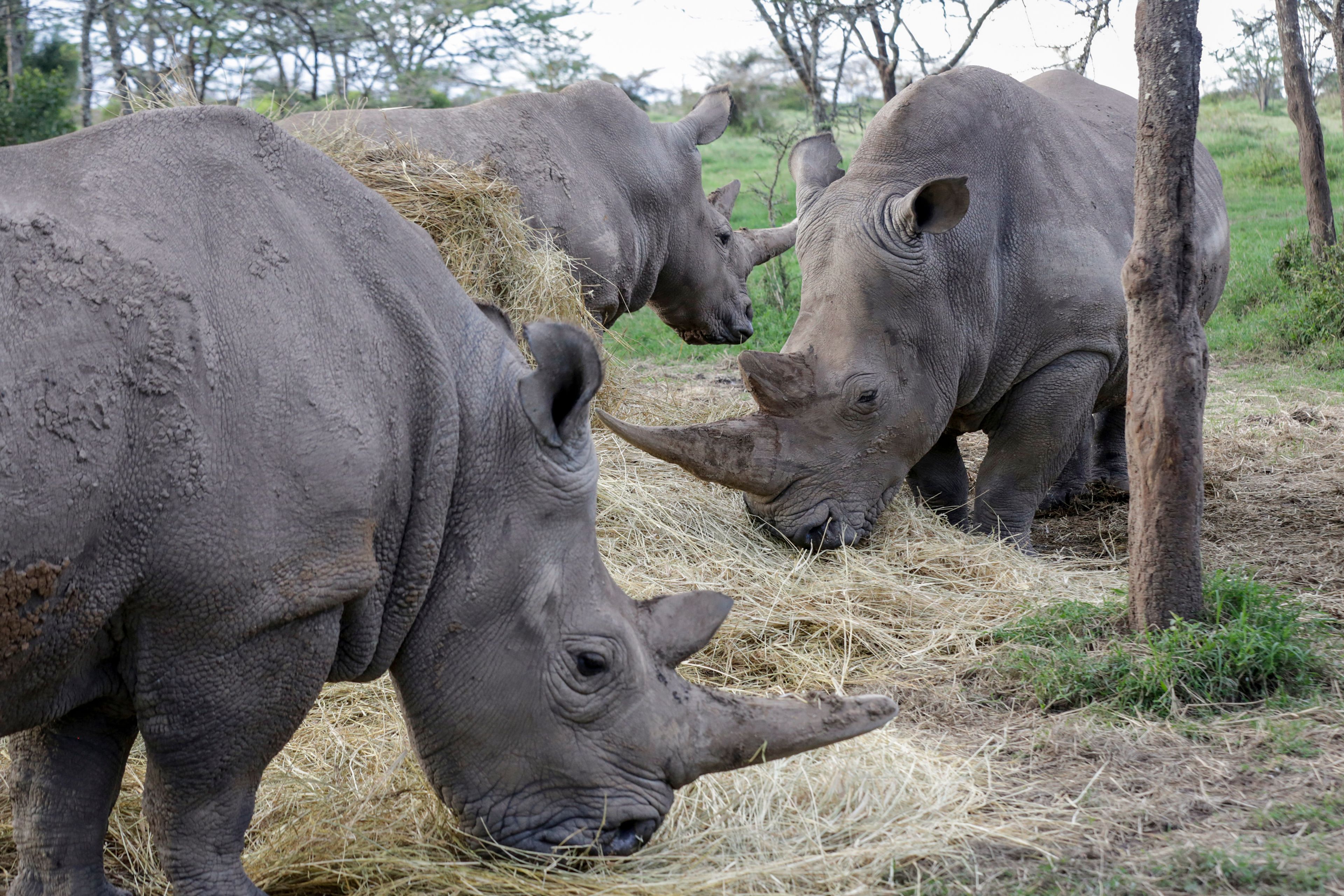 CAPTION CORRECTS INFO - FILE - The last remaining two northern white rhinos Fatu, left, and Najin, above-center, feed on hay with southern white rhino Tauwo, right, at the Ol Pejeta conservancy in Kenya on May 1, 2020. Both northern white rhinos are incapable of natural reproduction. The last male white rhino, Sudan, was 45 when he was euthanized in 2018 due to age-related complications. In testing with another subspecies, researchers created a southern white rhino embryo in a lab from an egg and sperm that had been previously collected from other rhinos and transferred it into a southern white rhino surrogate mother at the Ol-Pejeta Conservancy in Kenya. The team only learned of the pregnancy after the surrogate mother died of a bacterial infection in November 2023. (AP Photo/Khalil Senosi)