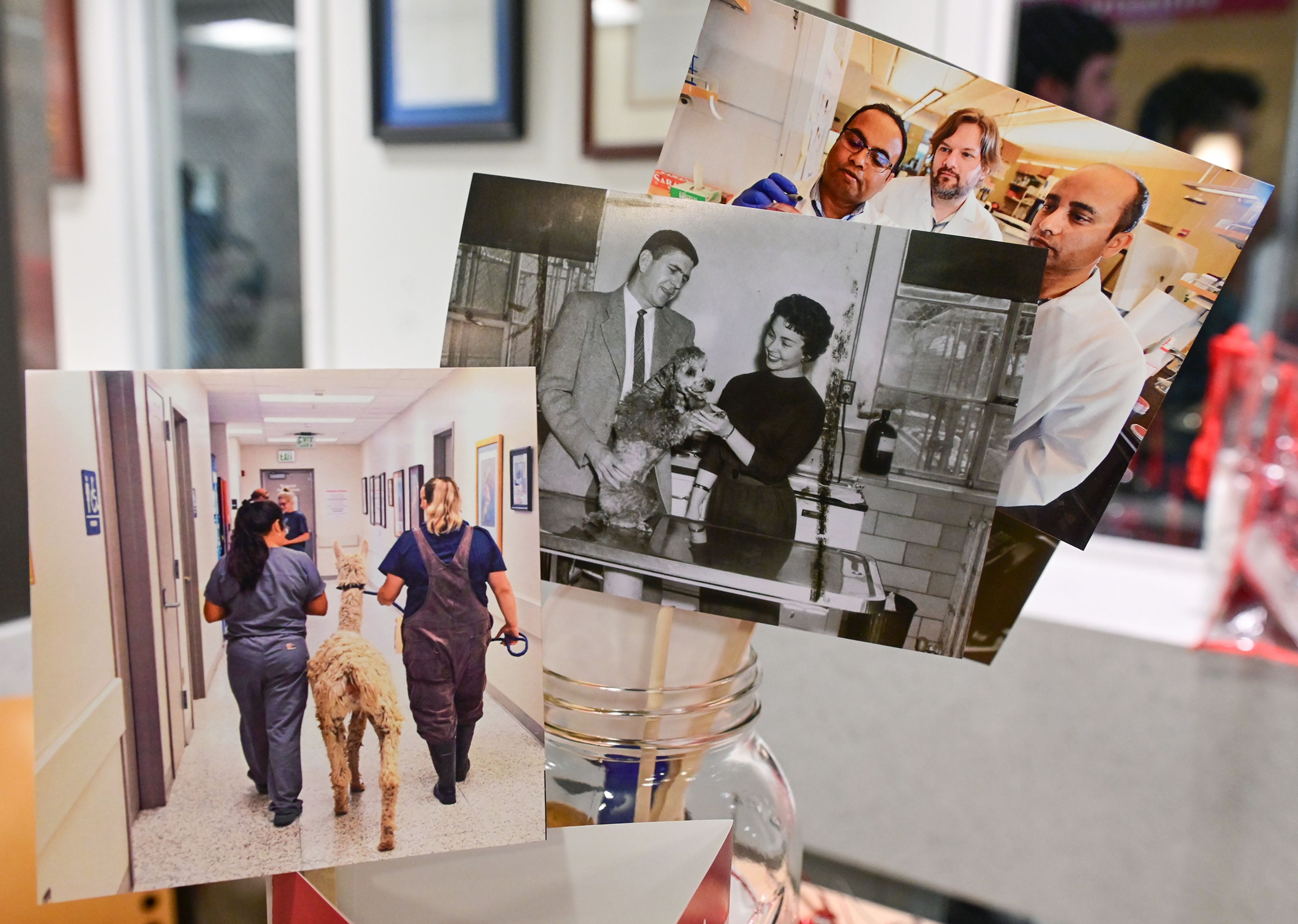 Photos from the 125 years of the Washington State University College of Veterinary Medicine are displayed around a celebration event for the anniversary Friday in Pullman.,