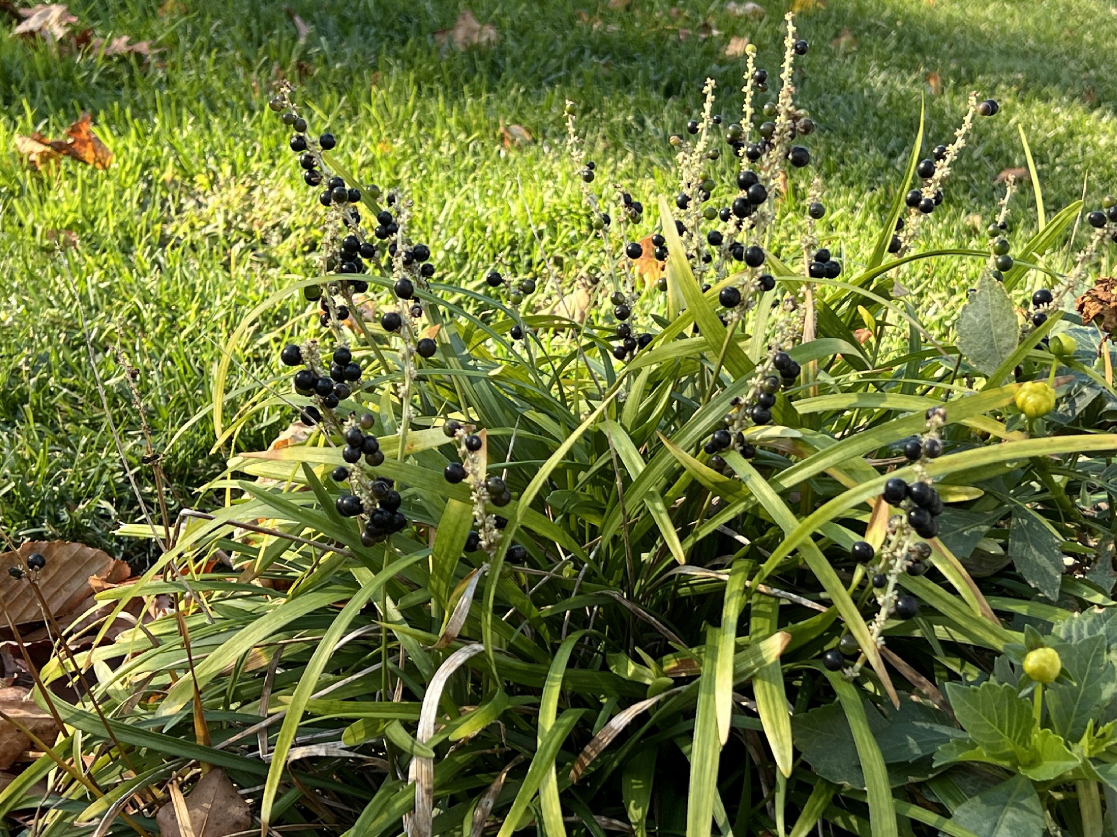 This Nov 3, 2024, image provided by Jessica Damiano shows a late-season Liriope plant on Long Island, New York. The low-growing groundcover produces small flower clusters in summer that give way to nearly black berries in fall. (Jessica Damiano via AP)