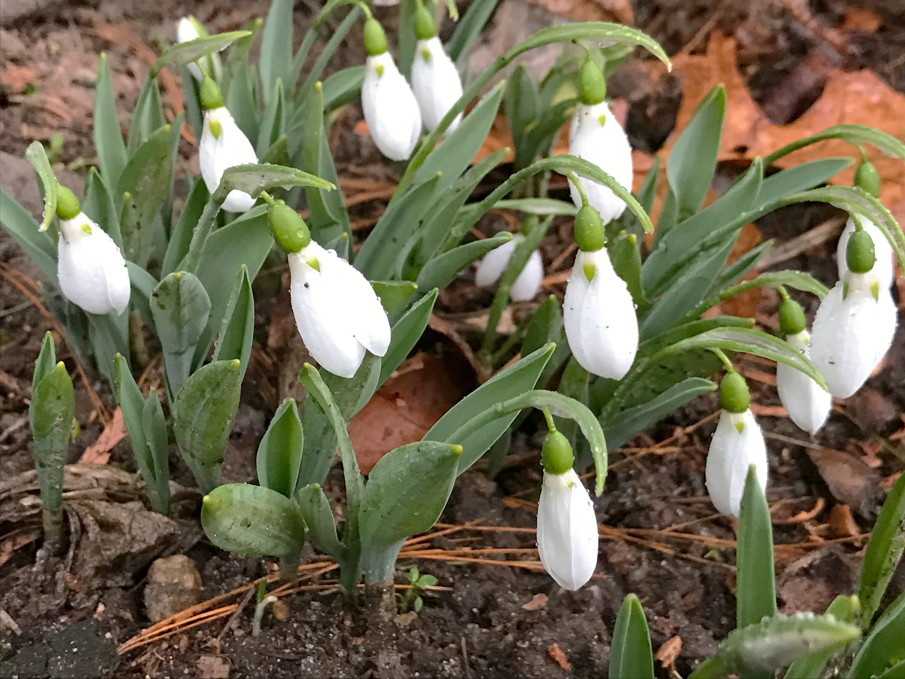 A bloom of snowdrops appear in winter in Westchester County, N.Y., on Feb. 7, 2017. (AP Photo/Julia Rubin)