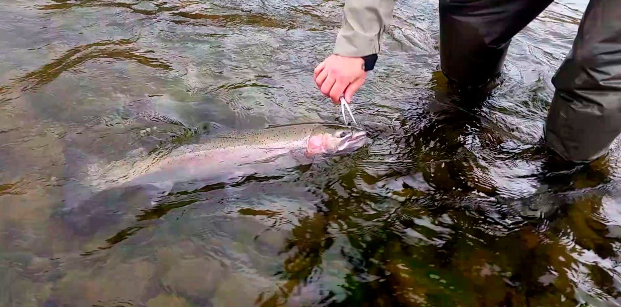 Idaho shutting down steelhead harvest on Clearwater River