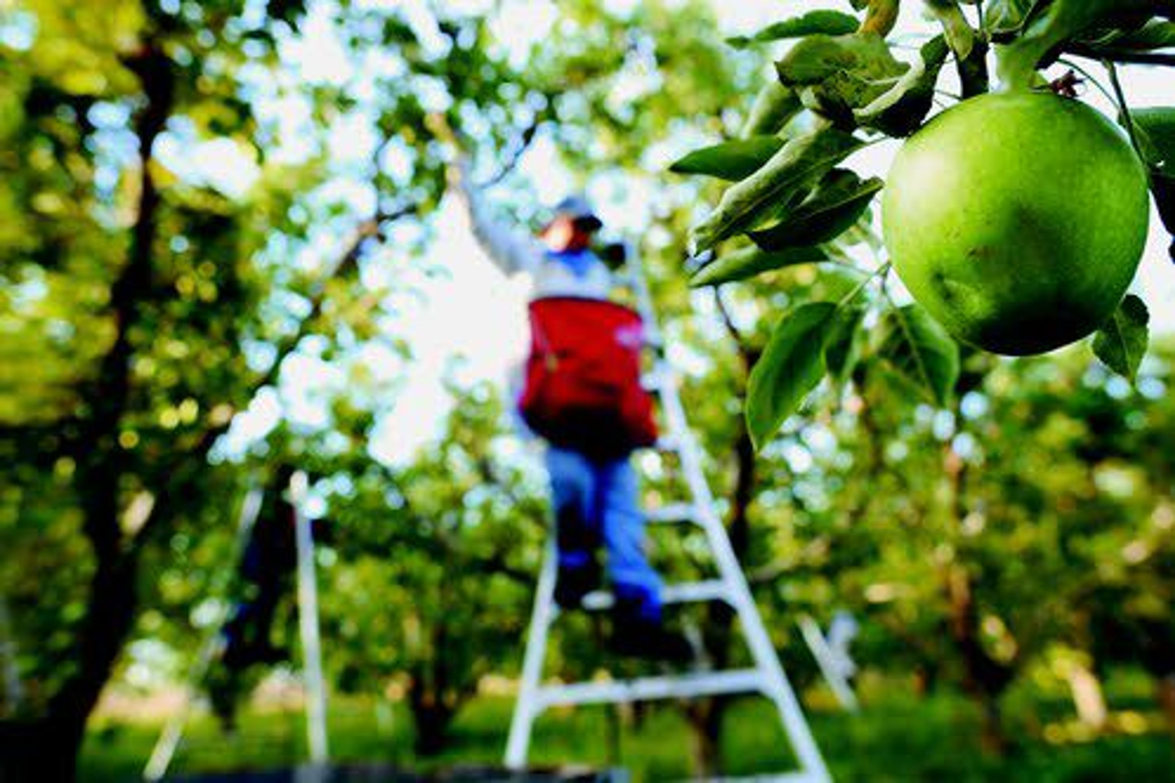 Apples are harvested in Milton-Freewater, Ore., in October, 2010. Farmers will be allowed to let farmworkers and their families “shelter in place” in their on-site housing when aerial pesticides are being sprayed.