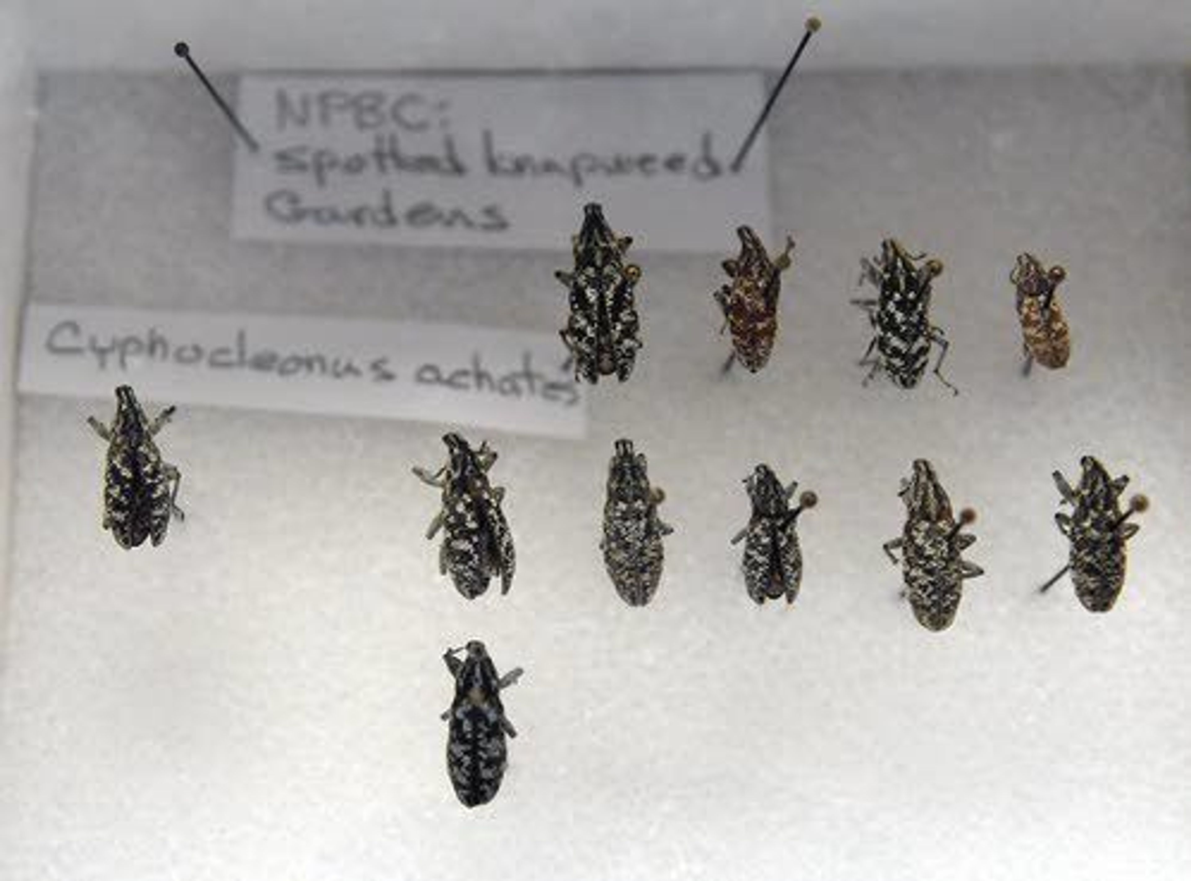 These weevils are used to control spotted knapweed.