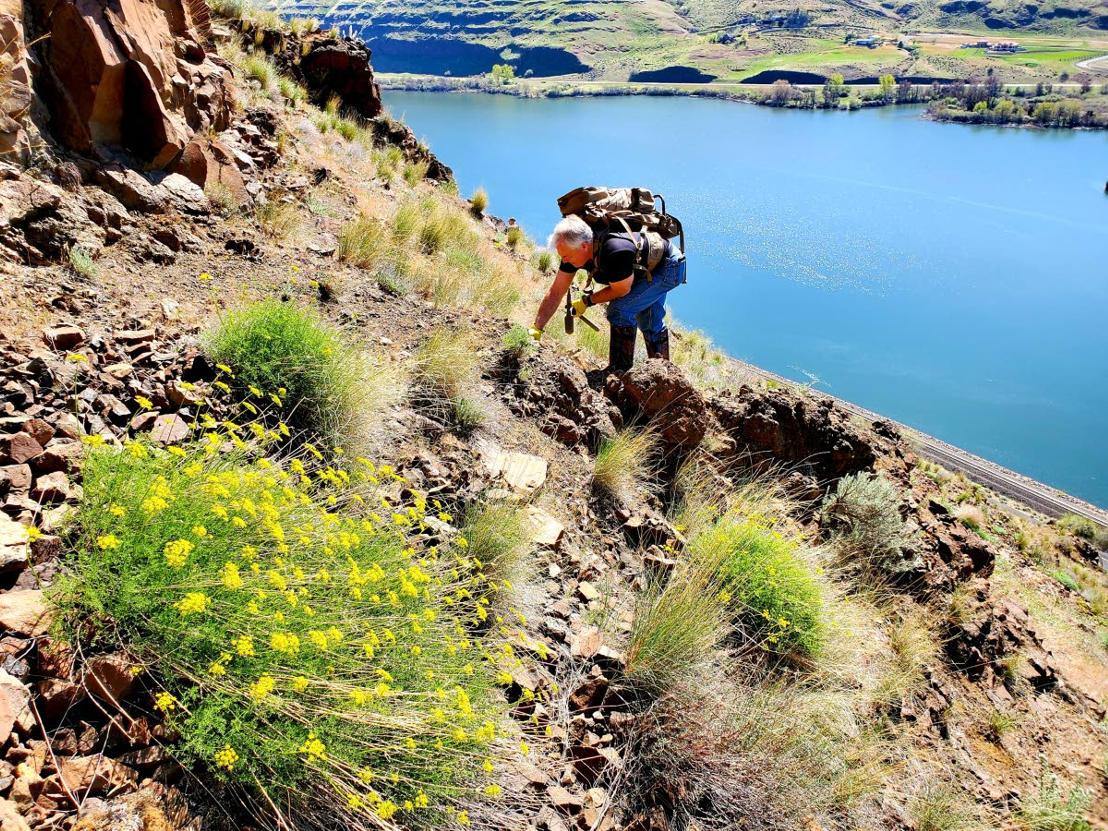 Randy Squires, of Lewiston, searches a steep hillside for unusual rocks last week on a rockhound hunt outside Clarkston. Squires is president of the Hells Canyon Gem Club.