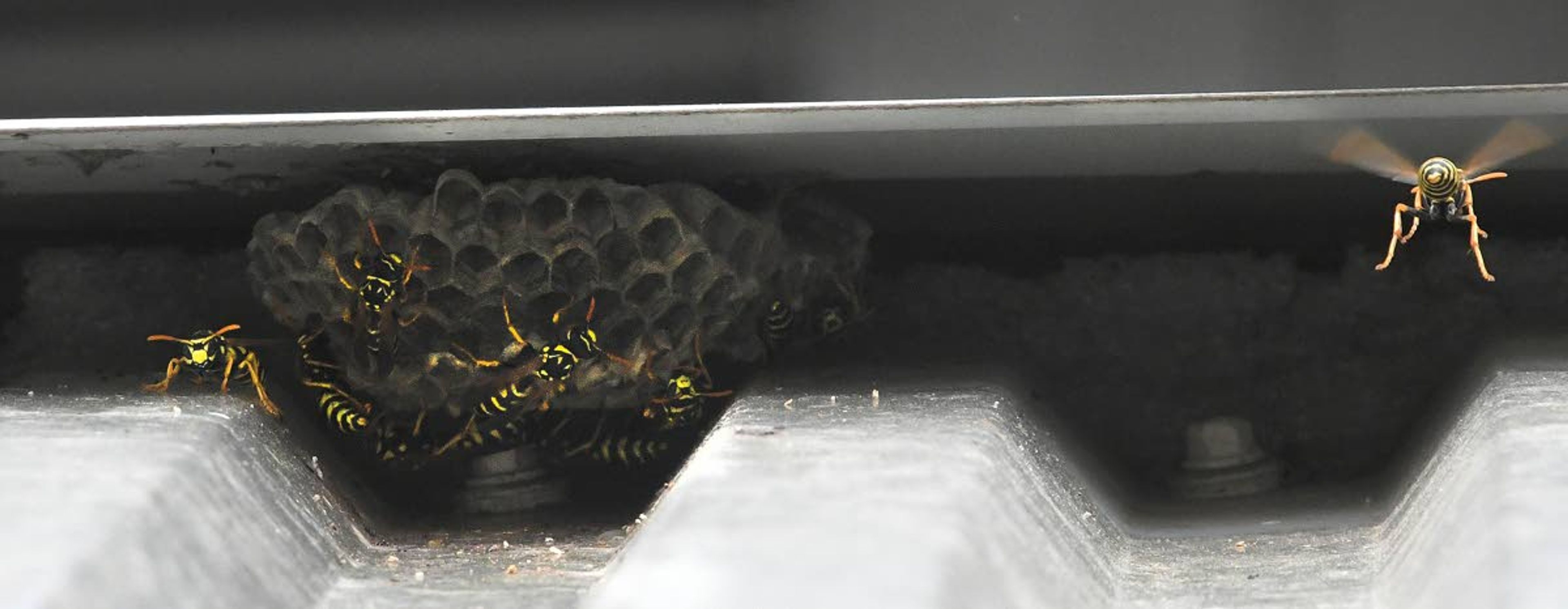 A few inches of cover in the shadows is all paper wasps and yellow jackets need to build a nest, easily within reach of humans.