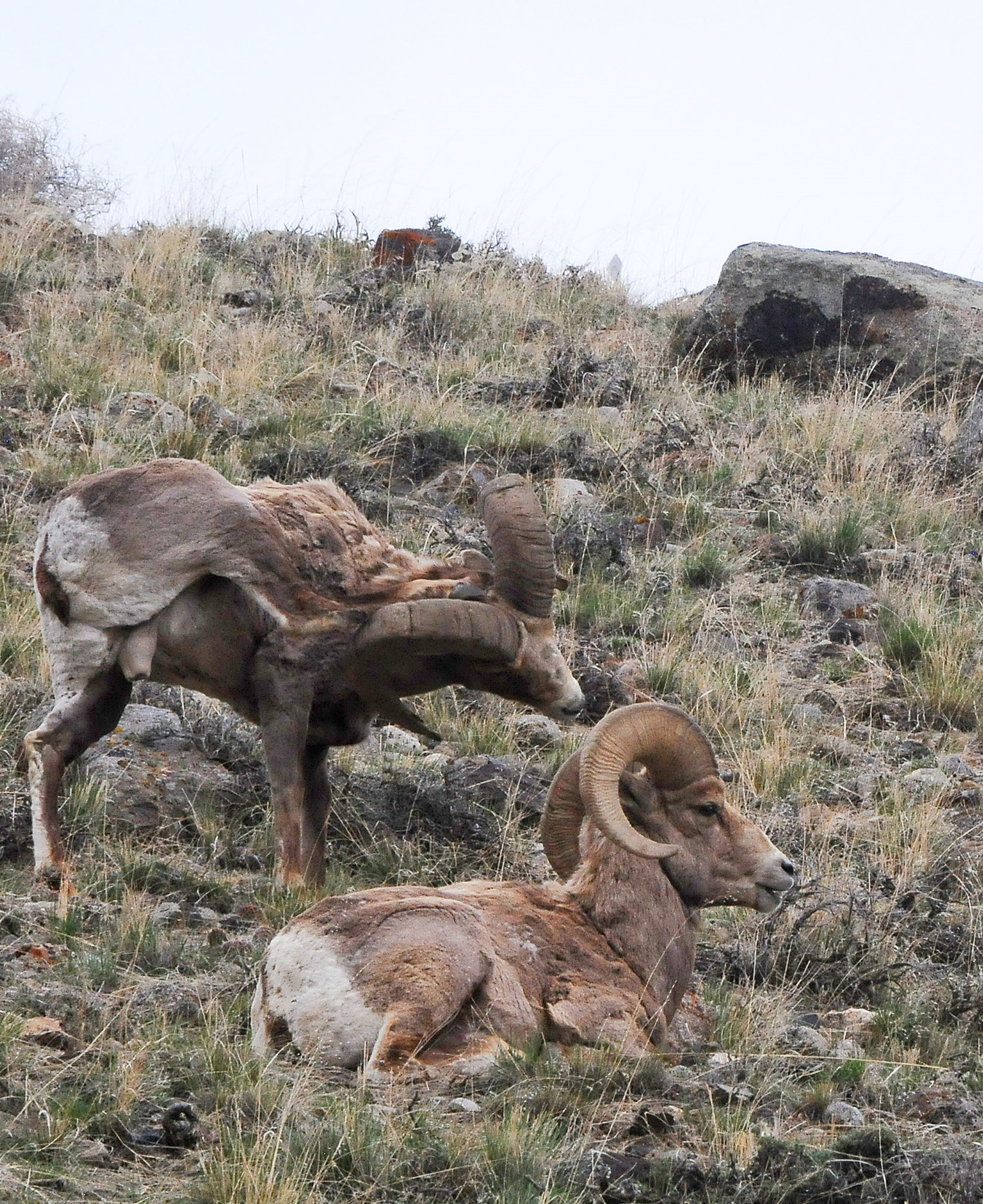 New strain of bacteria identified in bighorn from Montana herd where large die-off occurred