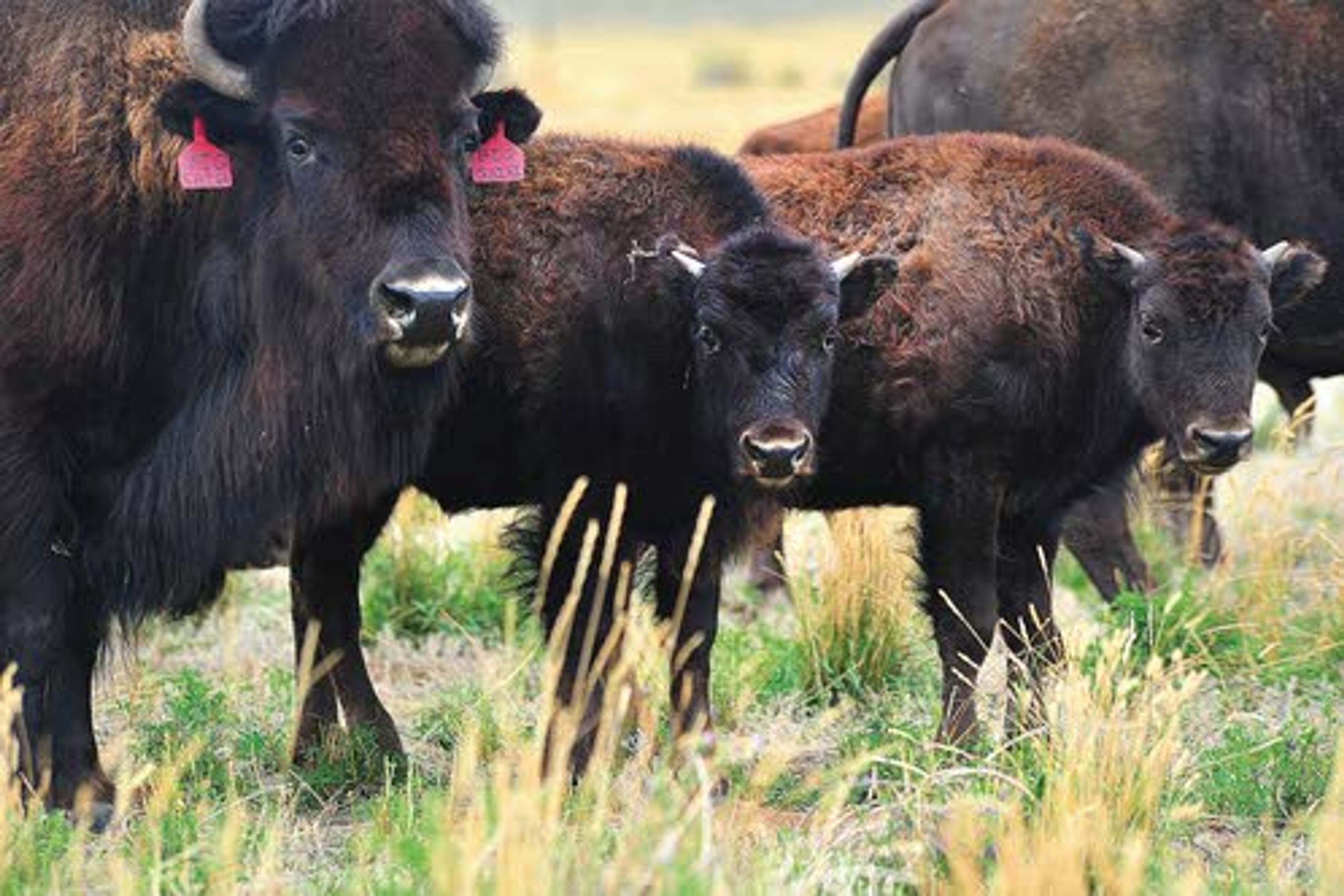 Twin bison calves, Pete and re-Pete, born to a bison named Big Shirl, are shown at the Gehring Ranch near Helena, Mont.