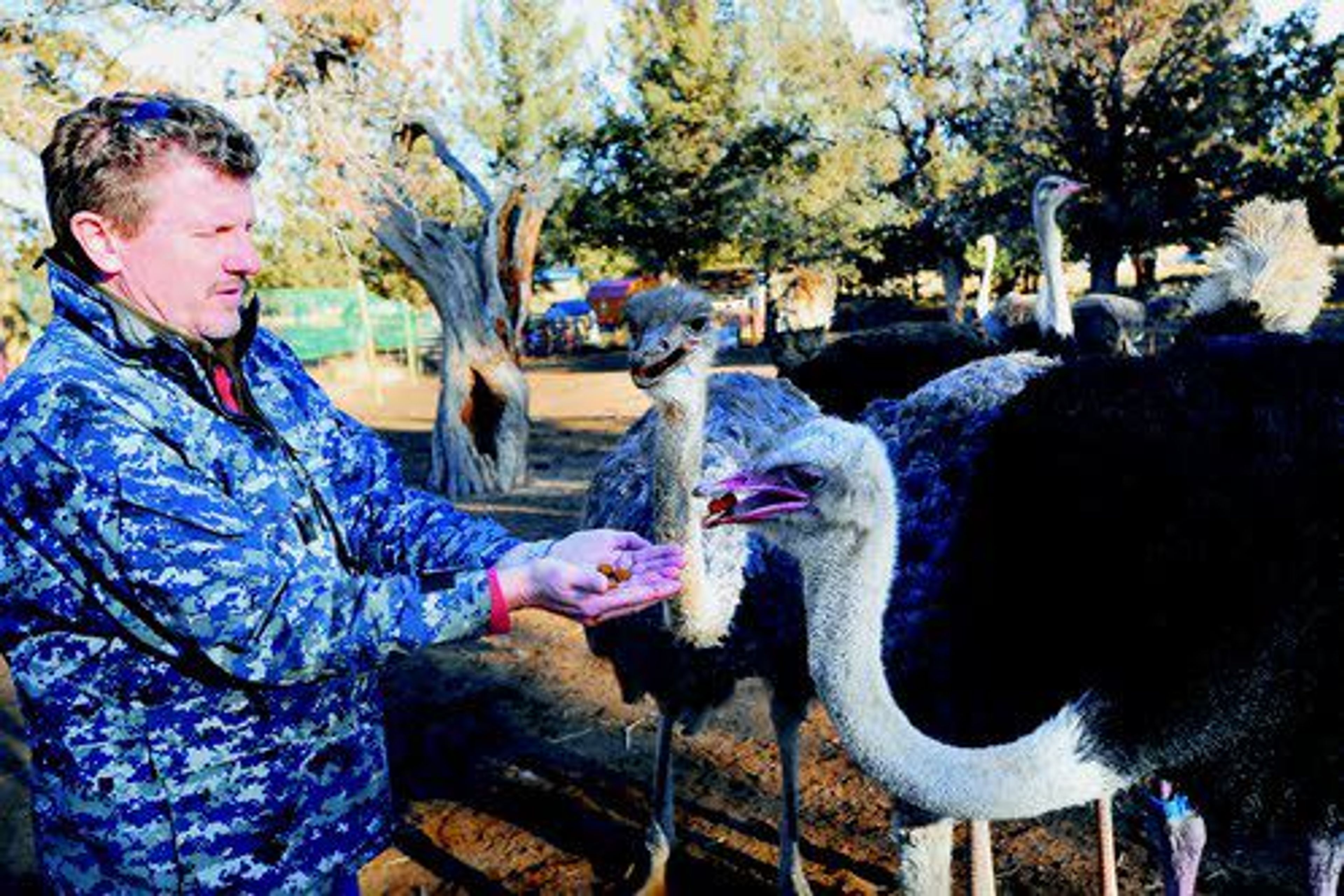 ABOVE: Michael Lehman feeds some of the ostriches he uses for breeding stock on his farm in Redmond, Ore. BELOW: Some of their products.