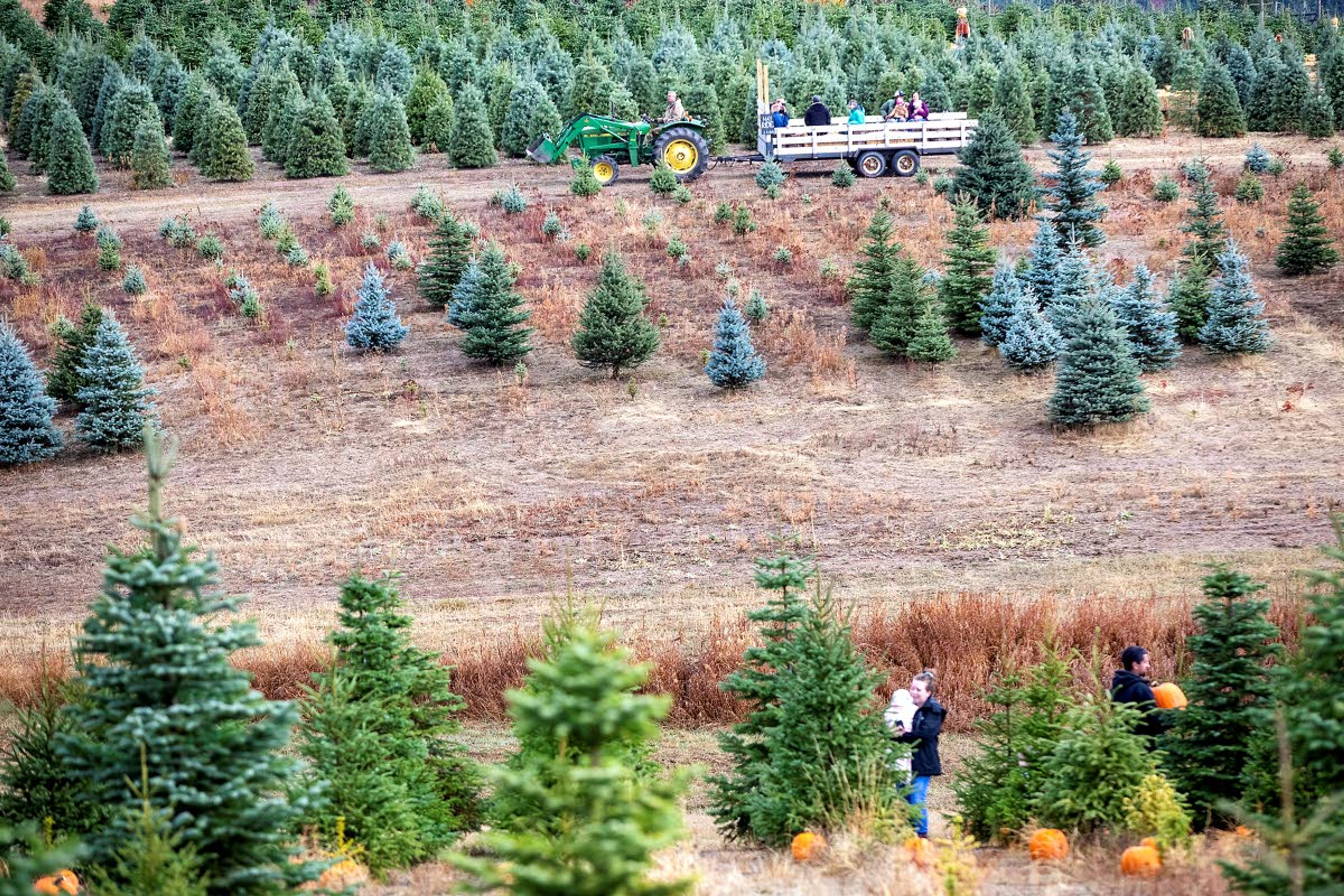 The tractor ride moves along the farm while others search for pumpkins amongst the trees at the 6th annual Spring Valley Tree Farm Pumpkin Hunt outside Troy on Saturday.