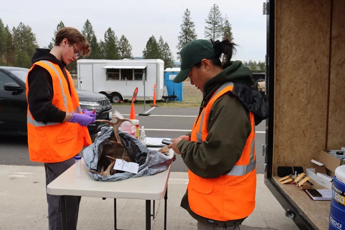 CWD deer disease found near Slate Creek