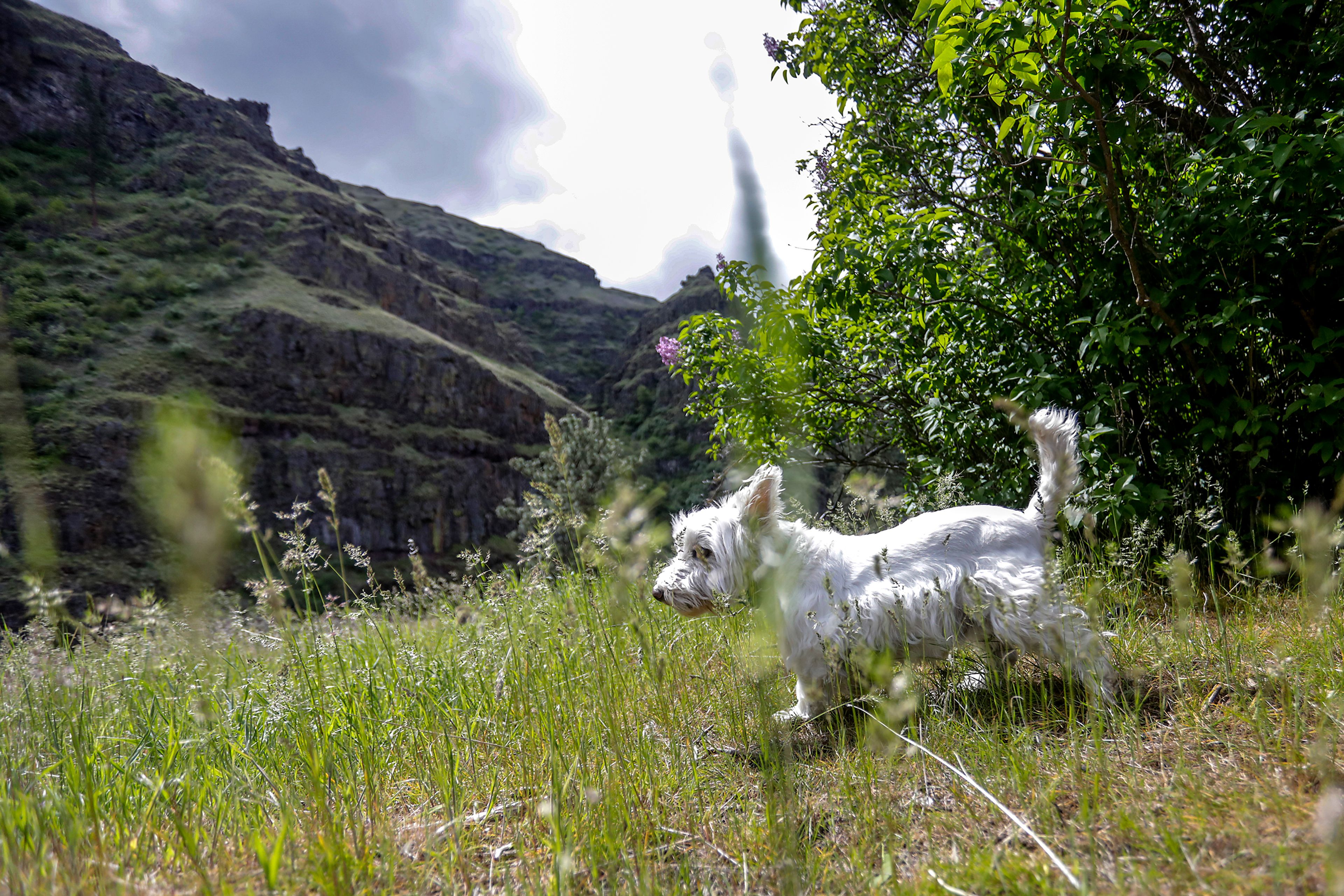 Pete the dog stands near a lilac bush at the campground nearby the Hole in the Wall along the Grande Ronde River.