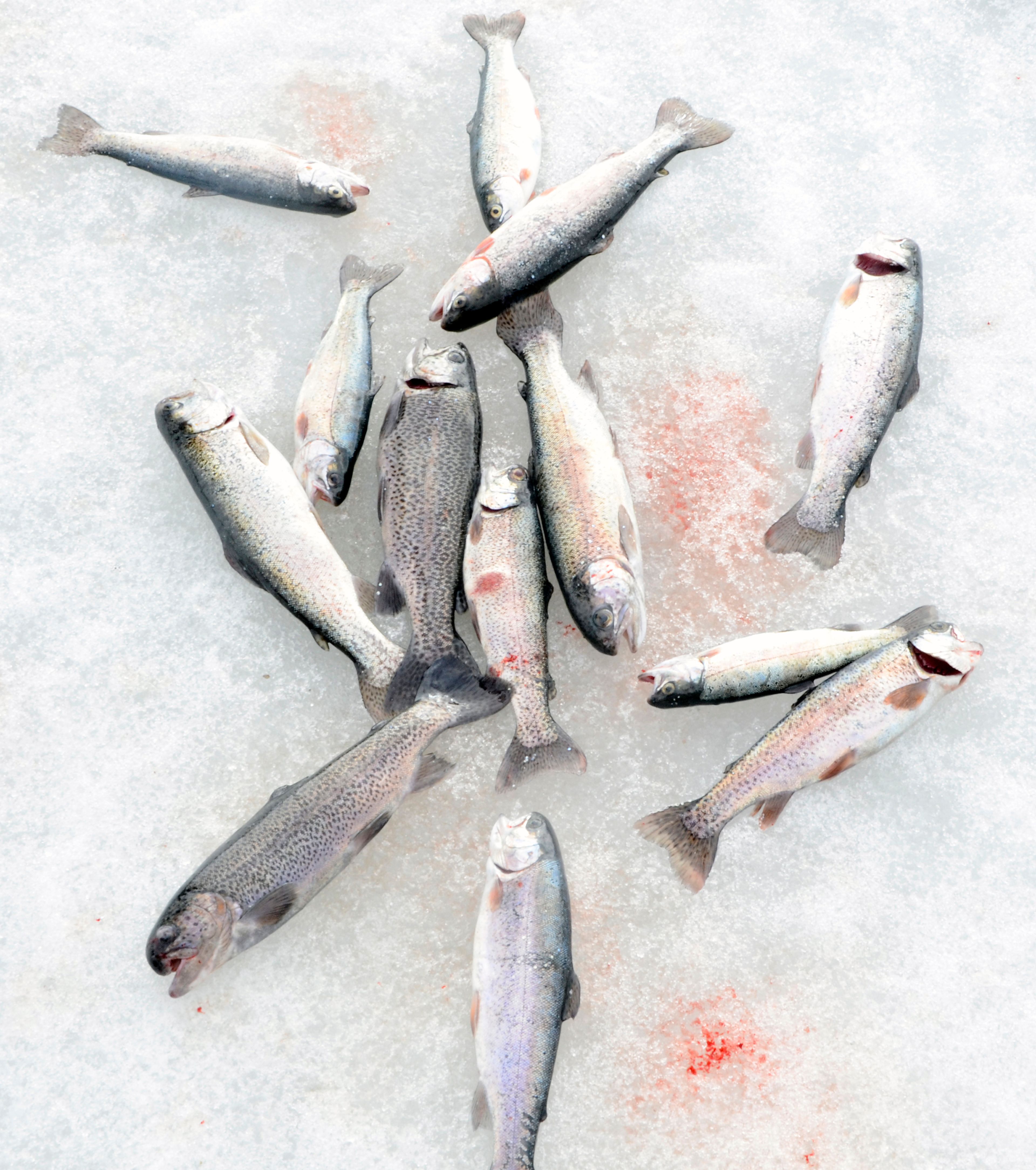 Trout on ice. The ice at Winchester Lake is nice and thick and the trout are willing.