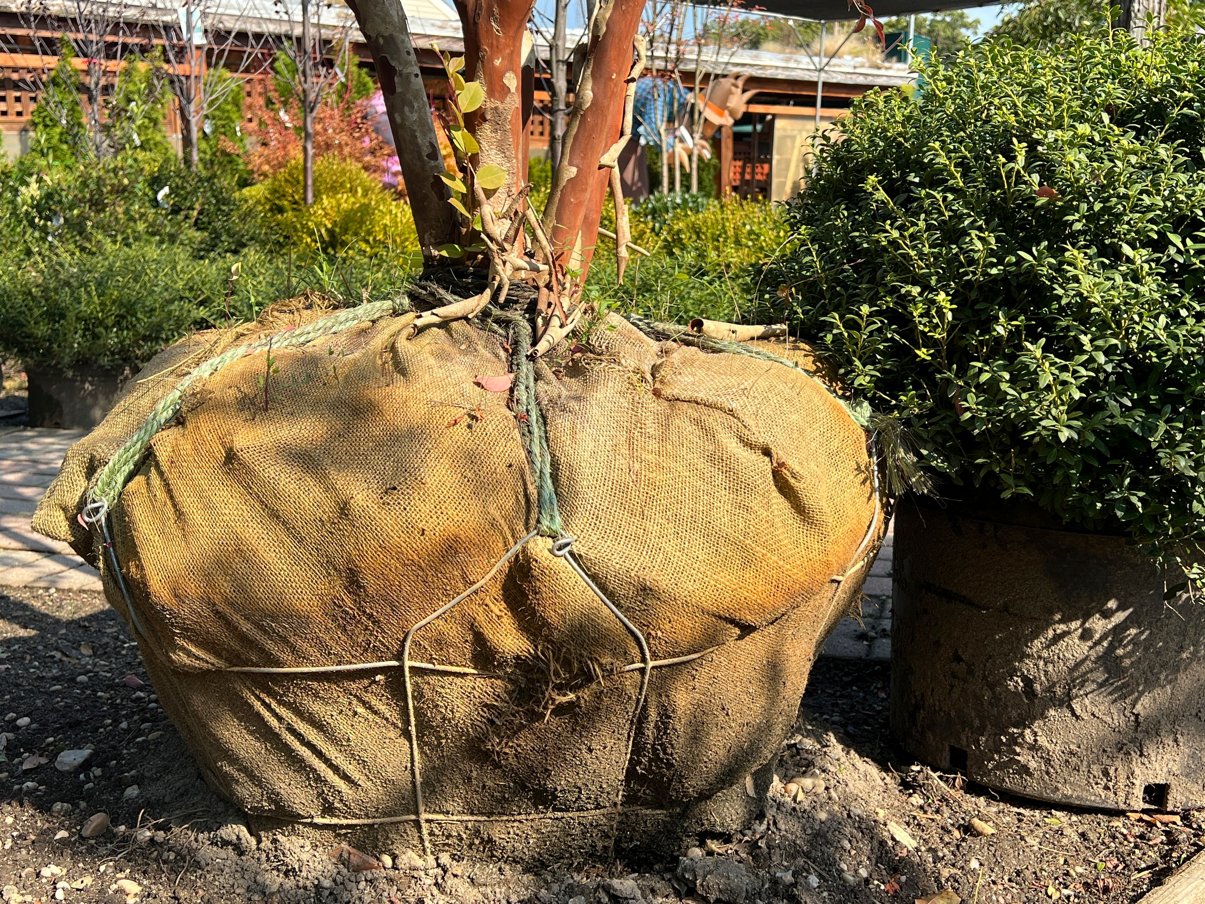 This Oct. 13, 2024 image provided by Jessica Damiano shows the balled-and-burlapped roots of a crape myrtle tree on display at Giordano's Garden & Gifts in Sea Cliff, N.Y. (Jessica Damiano via AP)