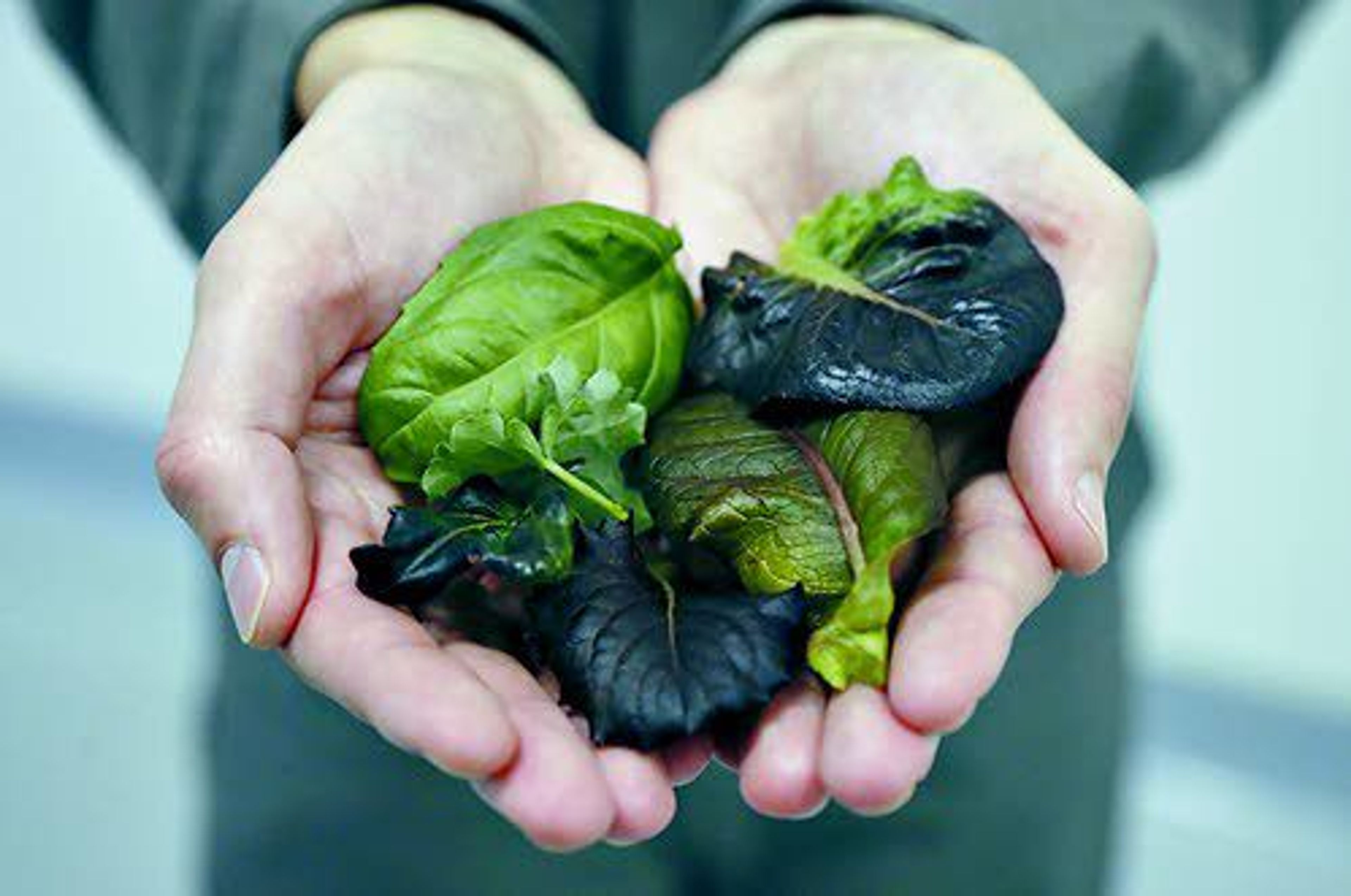 In this Jan. 18, 2018 photo, Patrick Mahoney of Plenty Inc. holds various plants grown at the Plenty, Inc. office in South San Francisco, Calif. More than 30 high-tech companies from the U.S. to Singapore hoping to turn indoor farming into a major future food source, if only they can clear a stubborn hurdle: high costs.